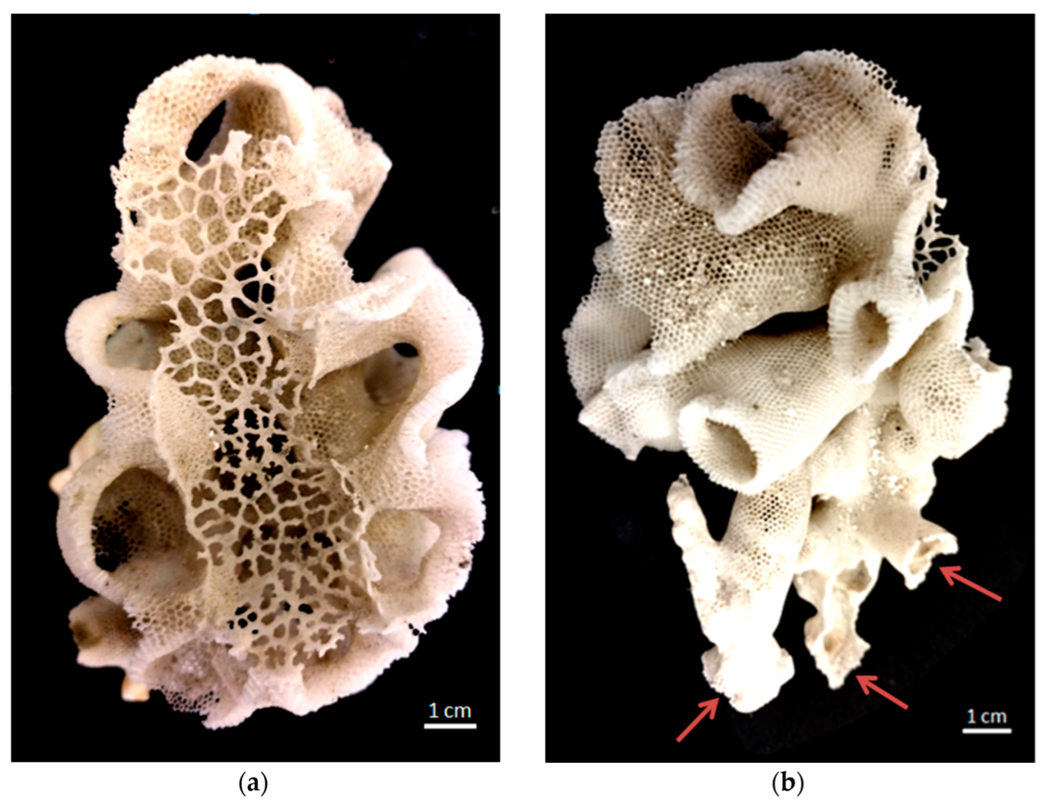 Biomimetics 08 00234 g002