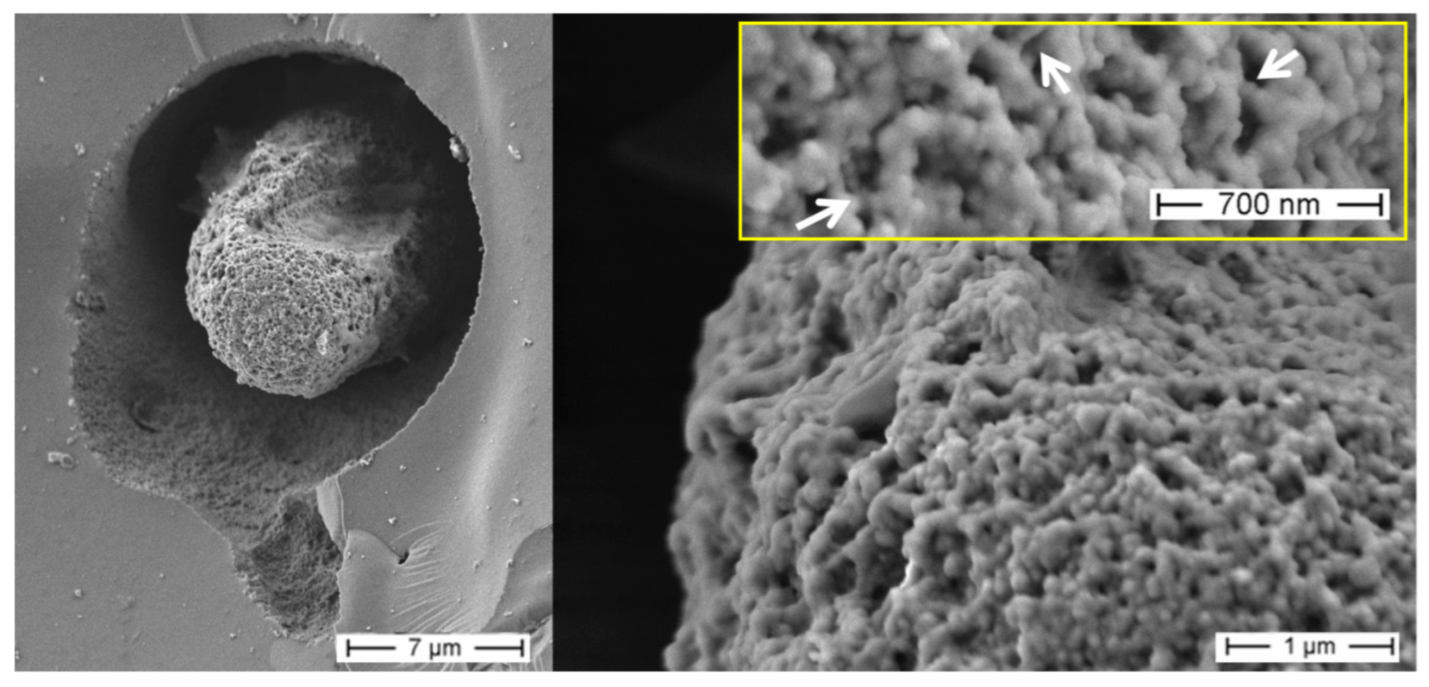 Biomimetics 08 00234 g006