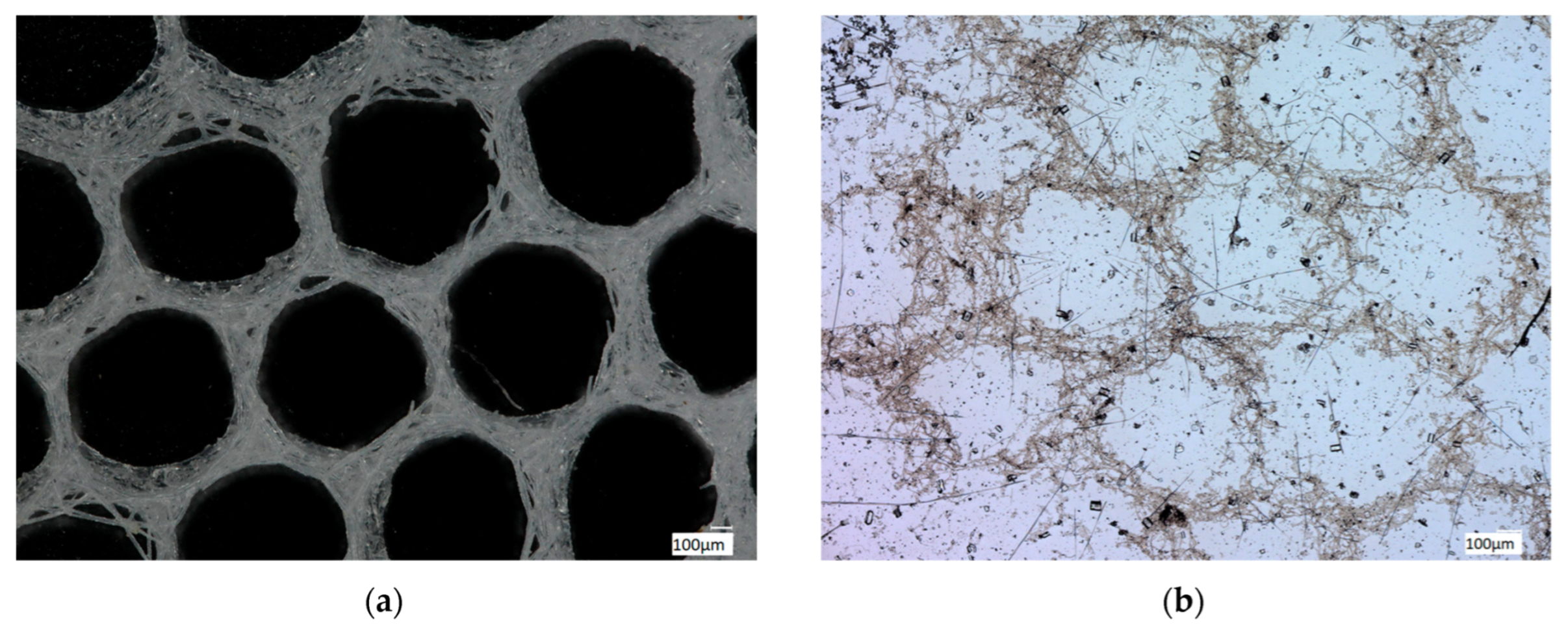 Biomimetics 08 00234 g008