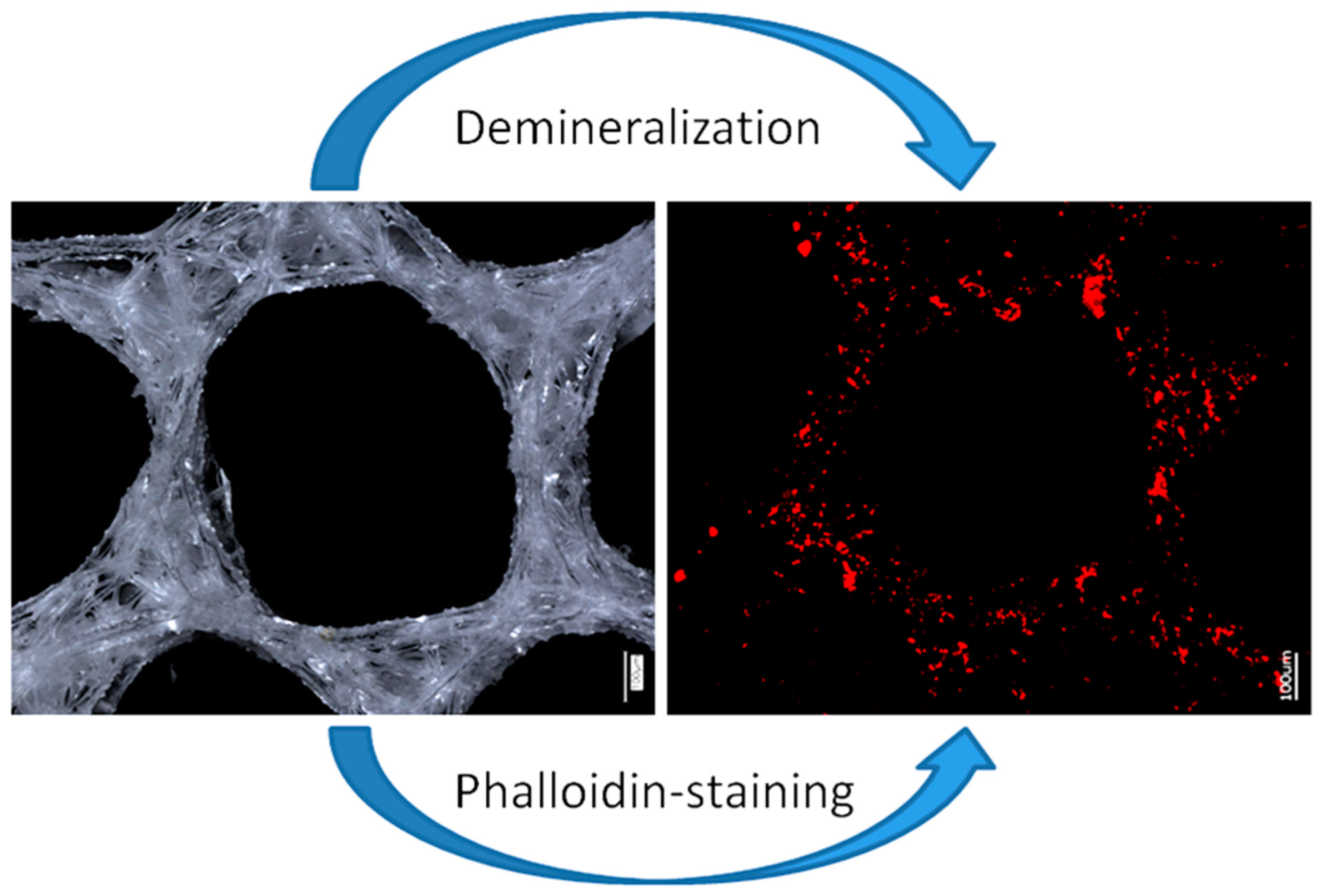 Biomimetics 08 00234 g009