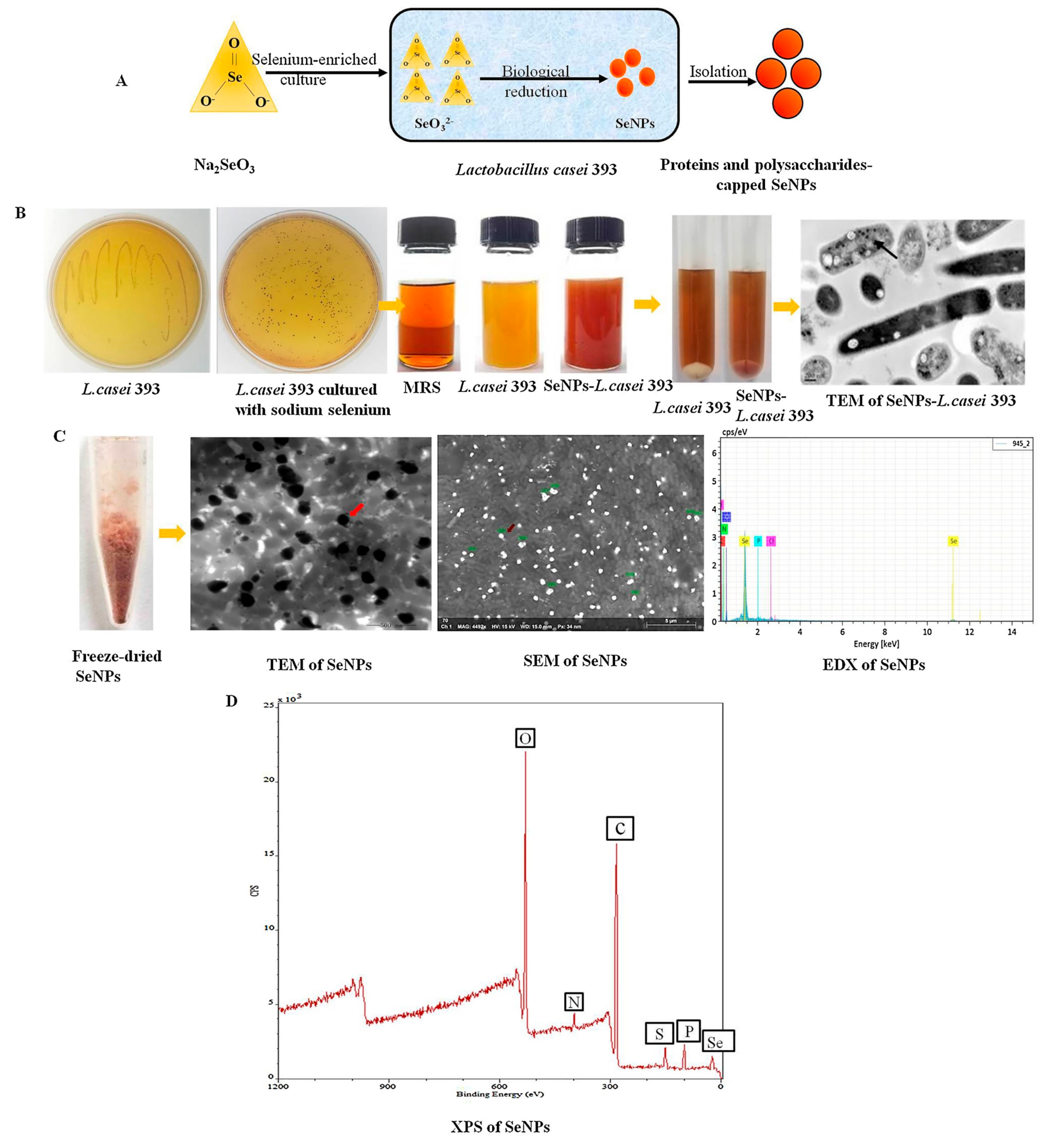 Biomimetics 08 00259 g005