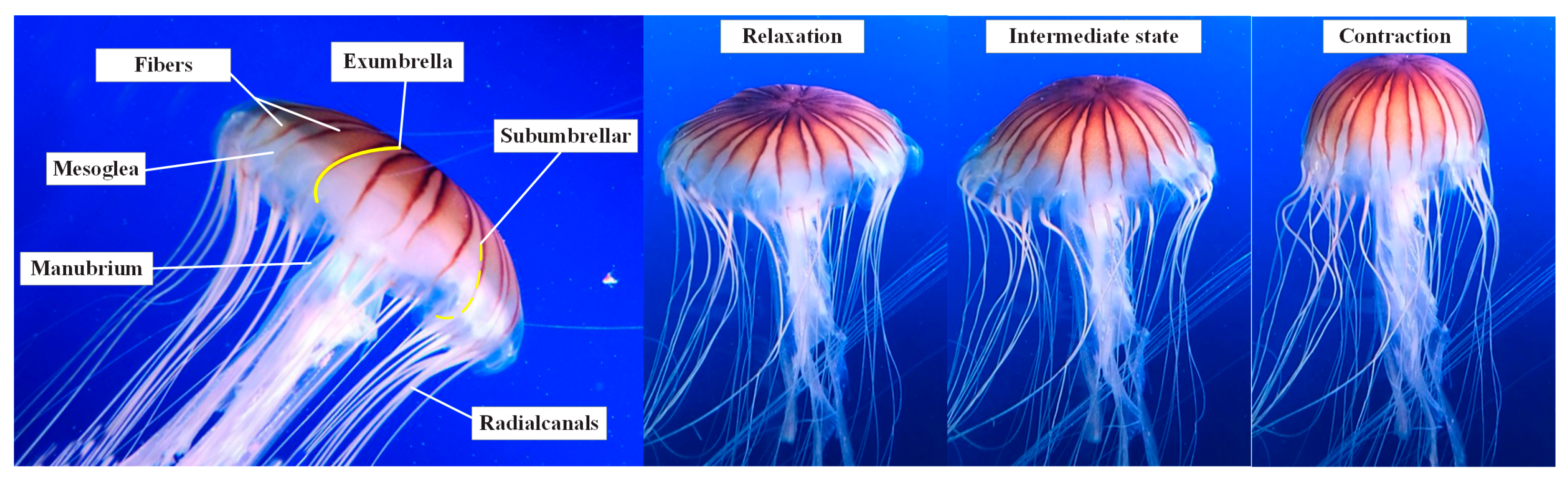 Biomimetics 08 00261 g001