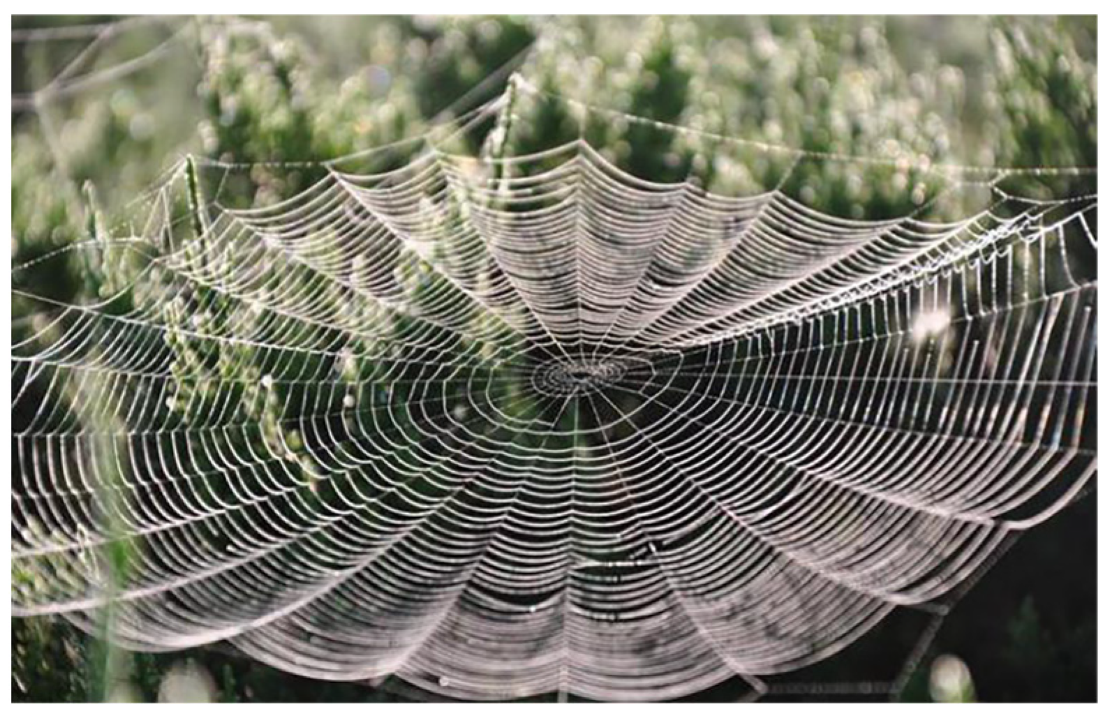 Biomimetics 08 00276 g001