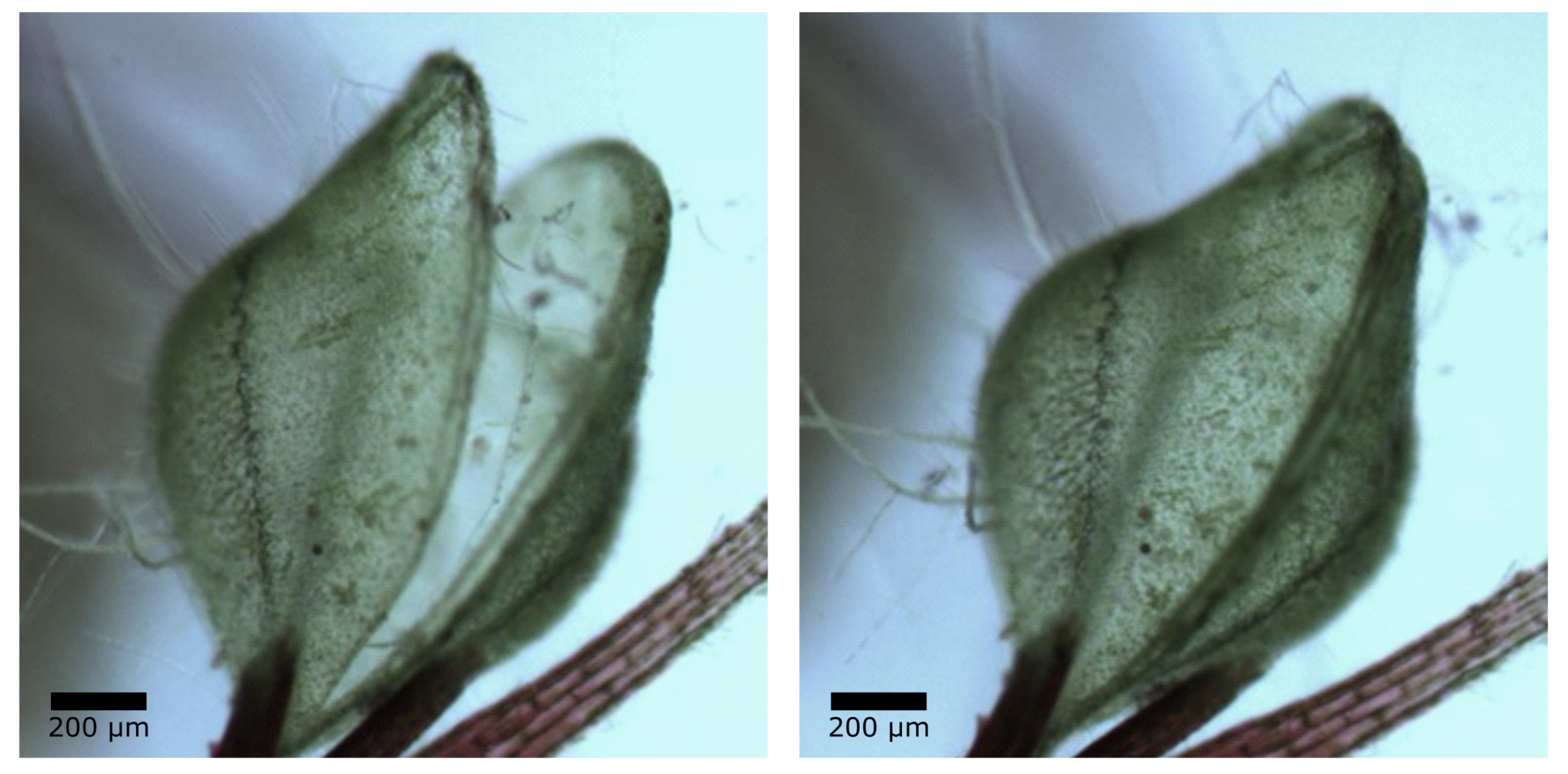 Biomimetics 08 00303 g021 Biomimetics 08 00303 g021