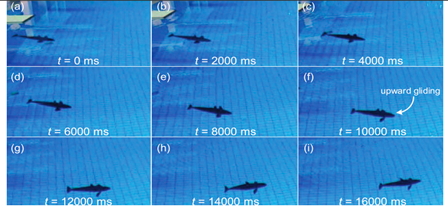 Biomimetics 08 00318 i037