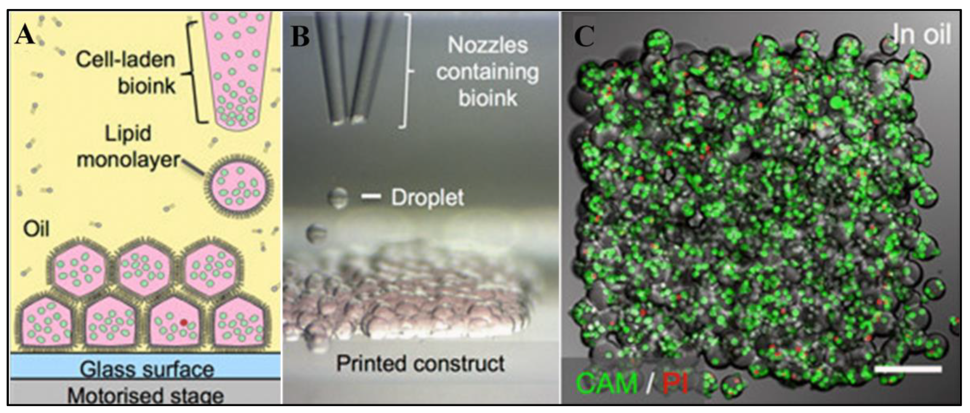 Biomimetics 08 00330 g007 Biomimetics 08 00330 g007