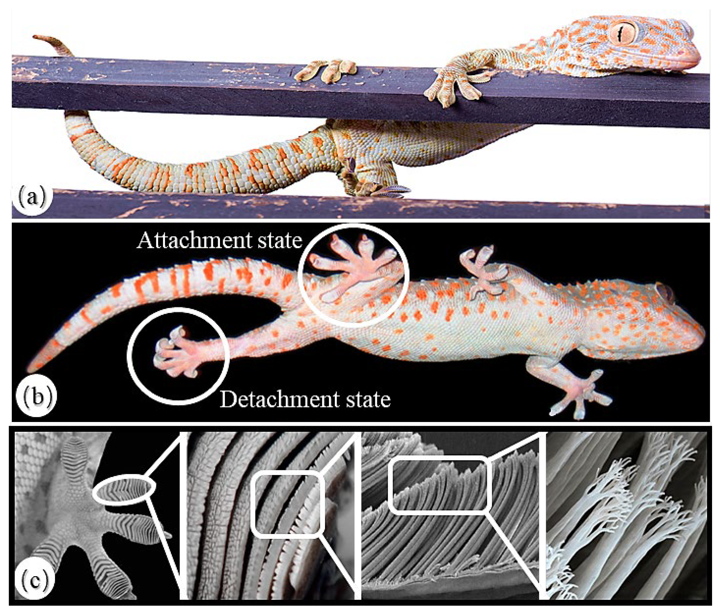 Biomimetics 08 00415 g001