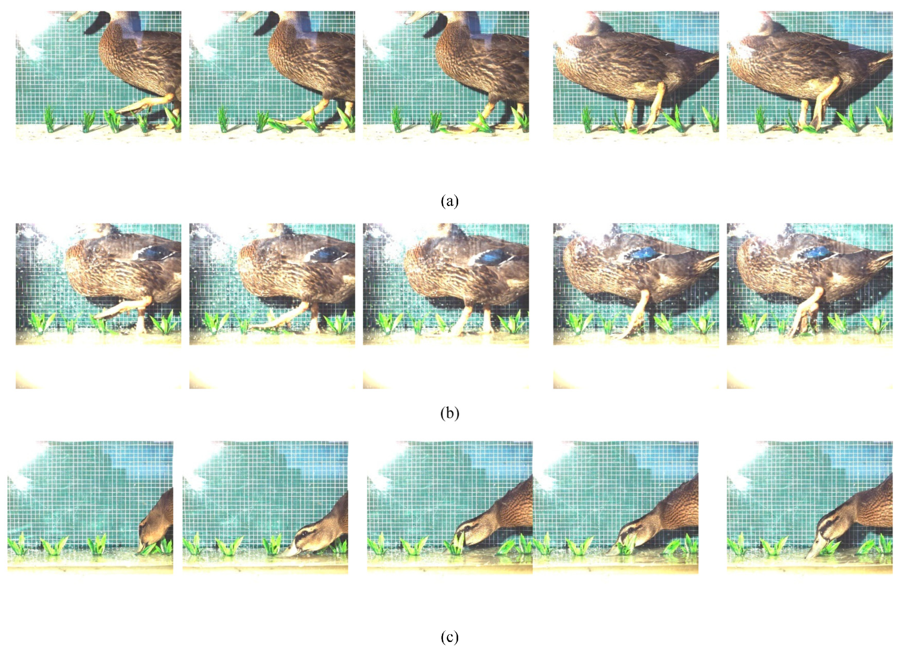 Biomimetics 08 00430 g005