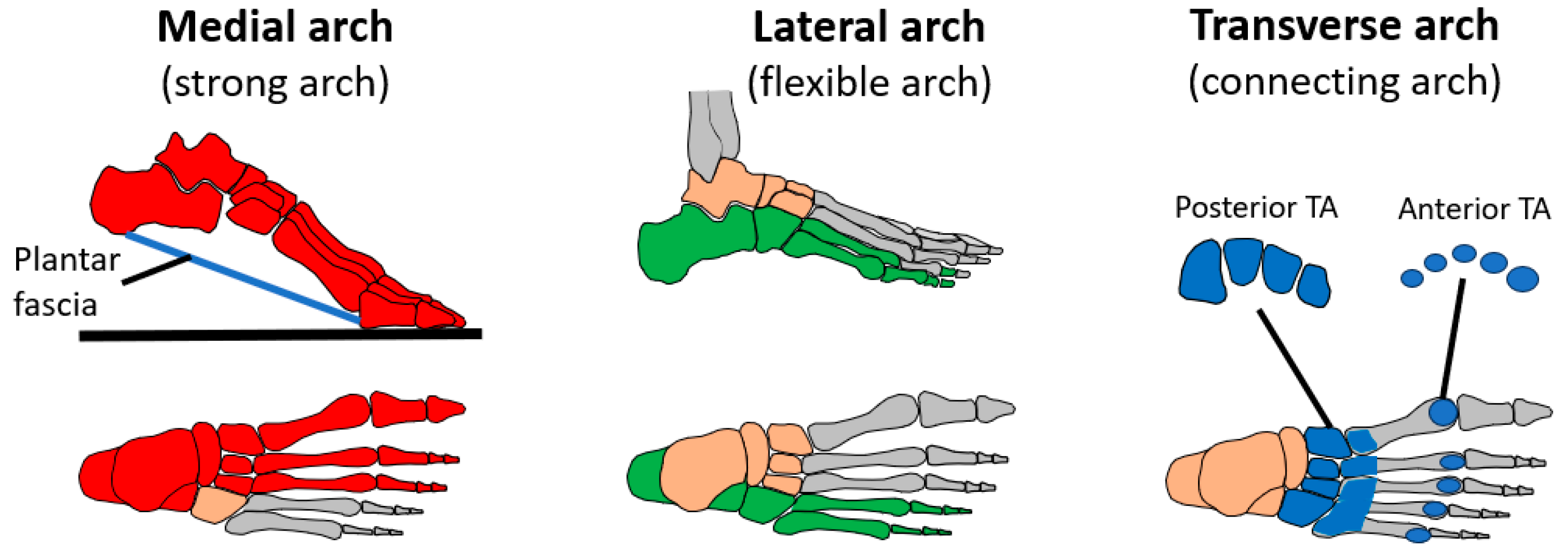 Biomimetics 08 00455 g002