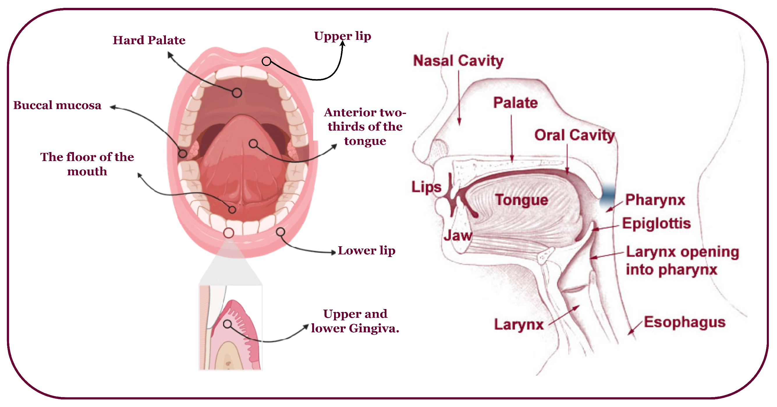 Biomimetics 08 00499 g002