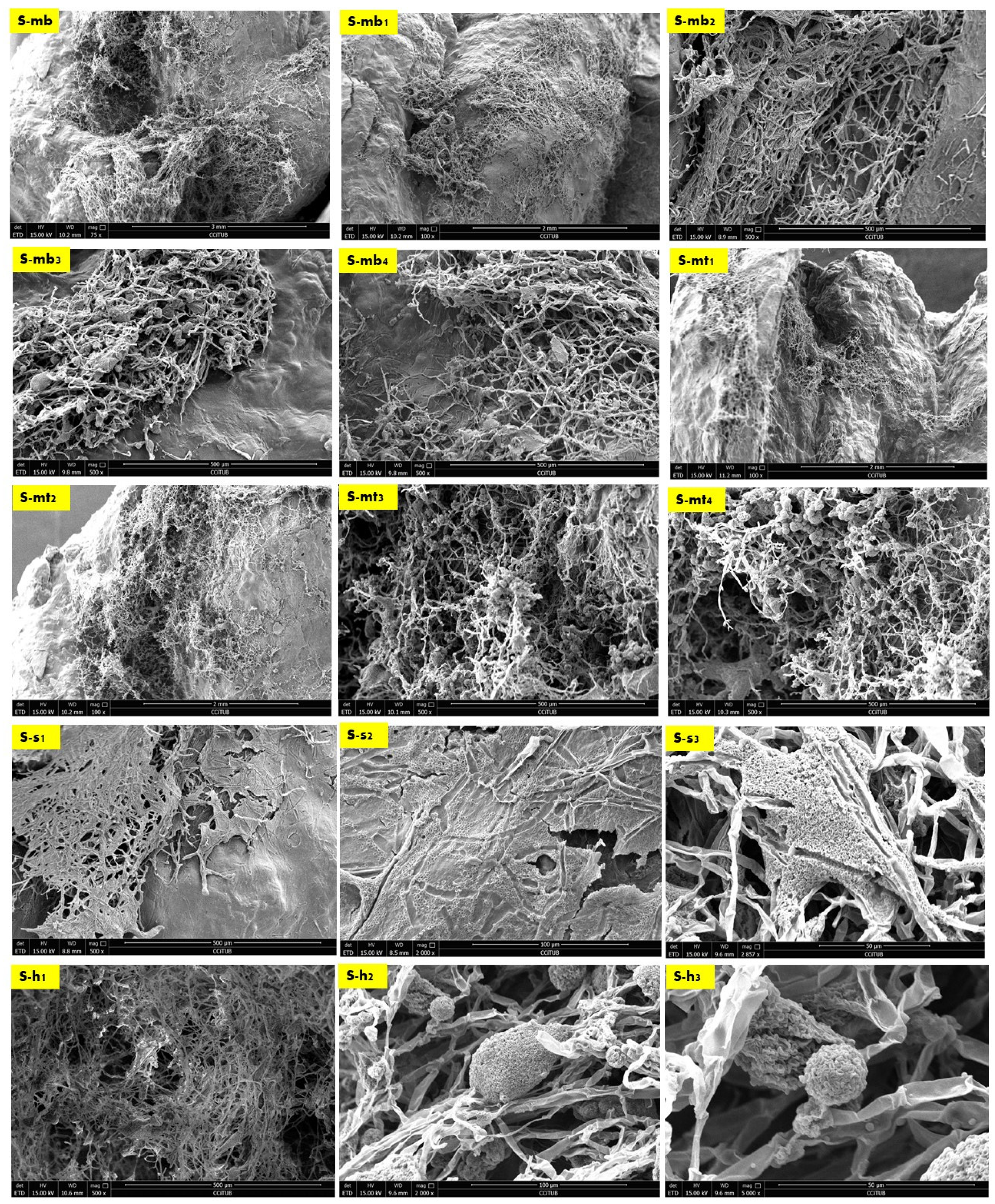 Biomimetics 08 00504 g004 Biomimetics 08 00504 g004