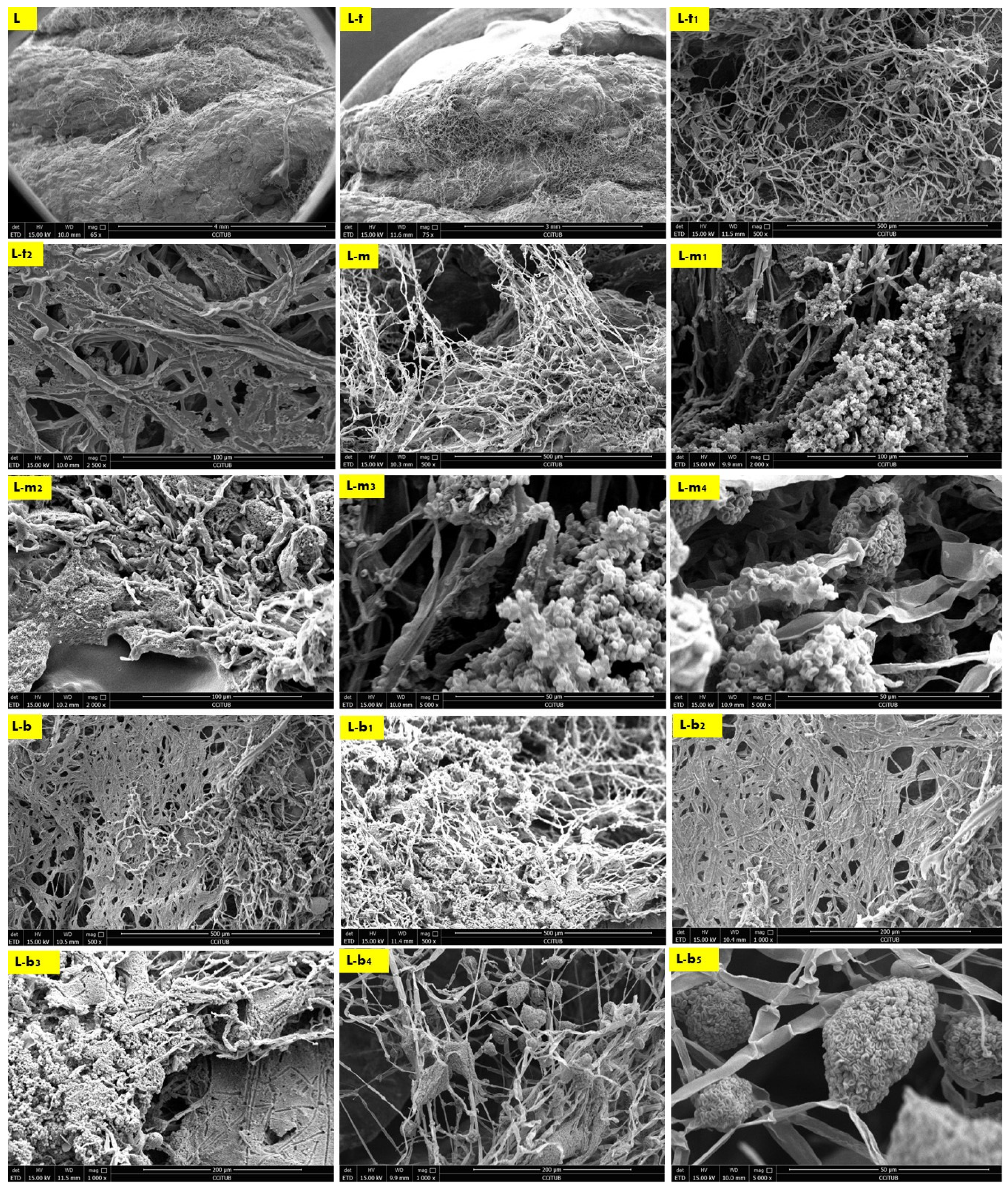 Biomimetics 08 00504 g006 Biomimetics 08 00504 g006