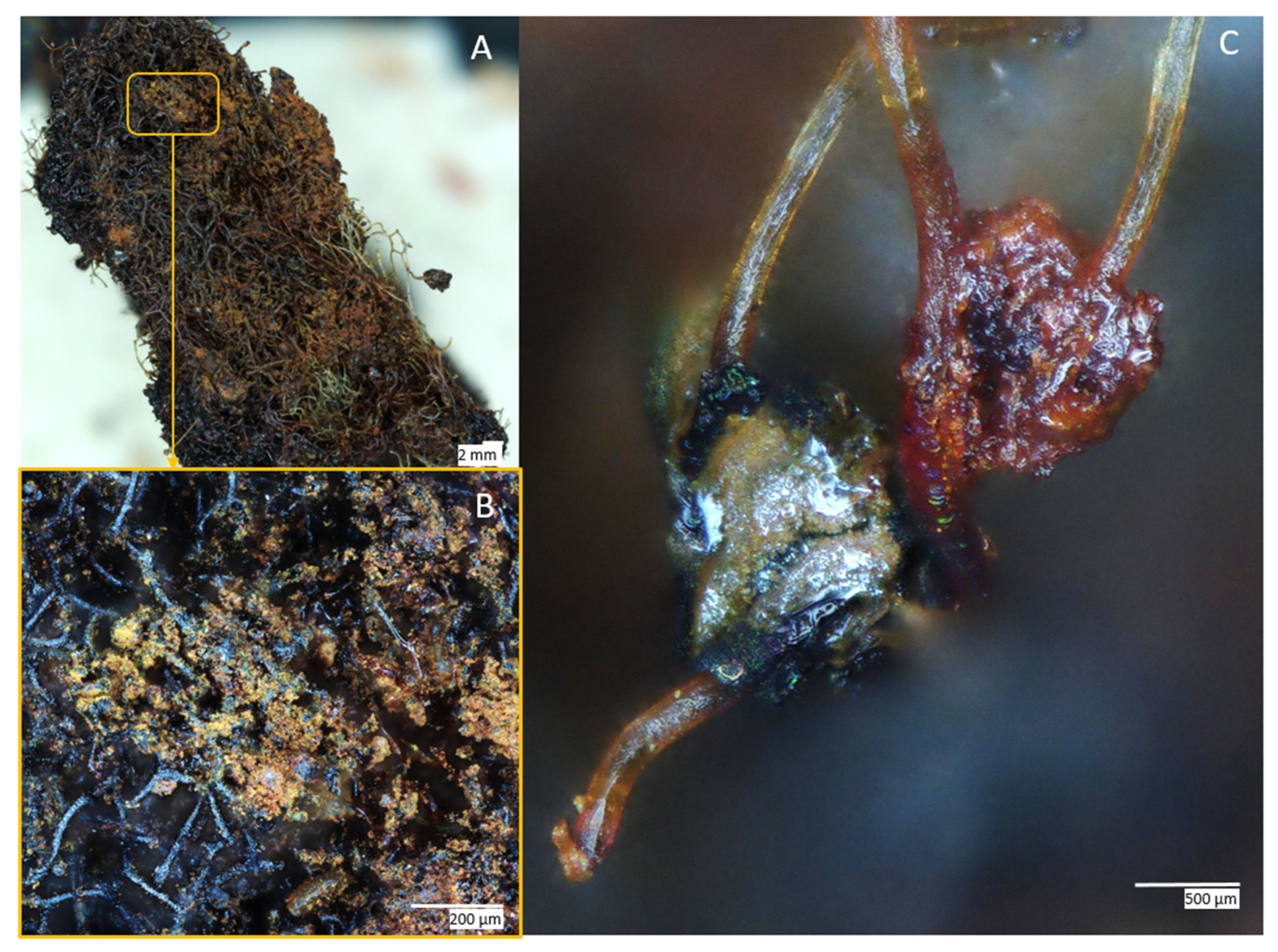 Biomimetics 08 00533 g004
