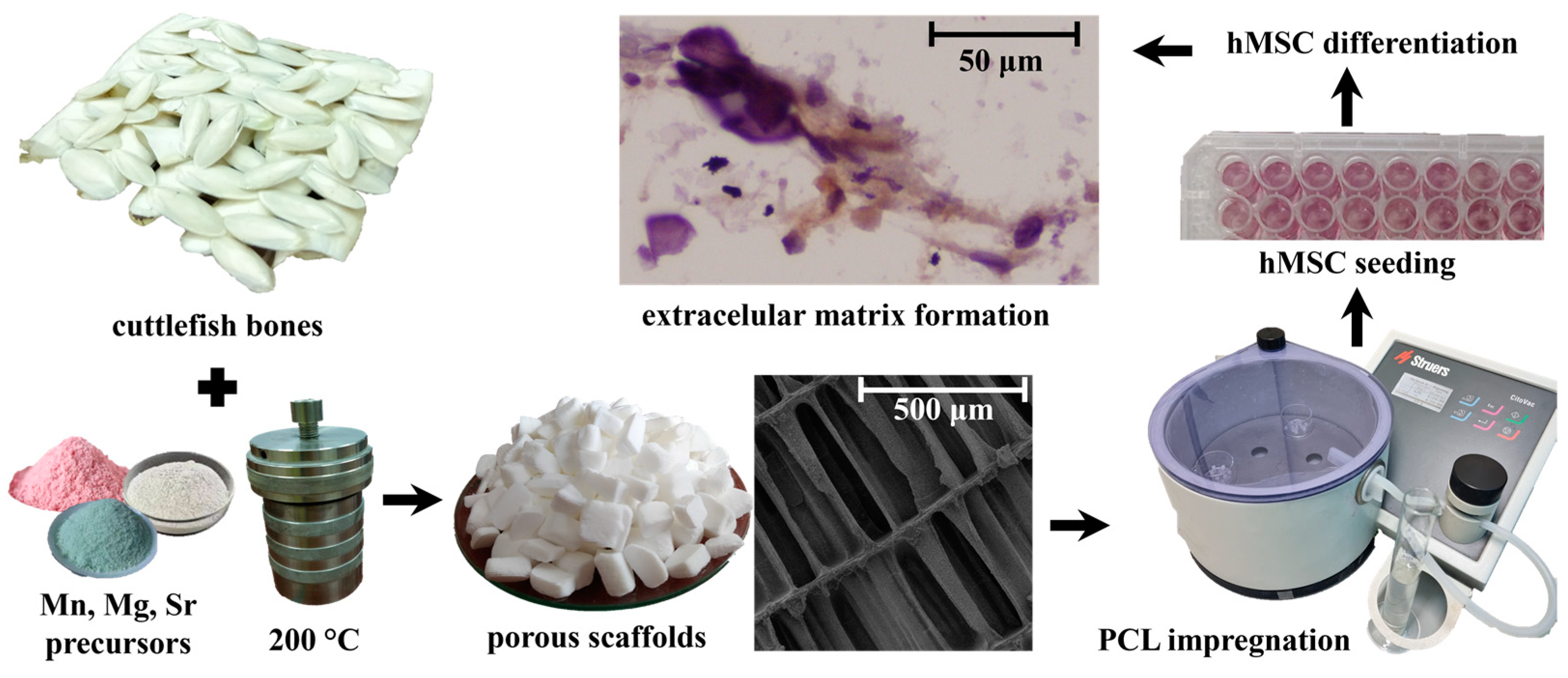 Biomimetics 09 00030 sch001