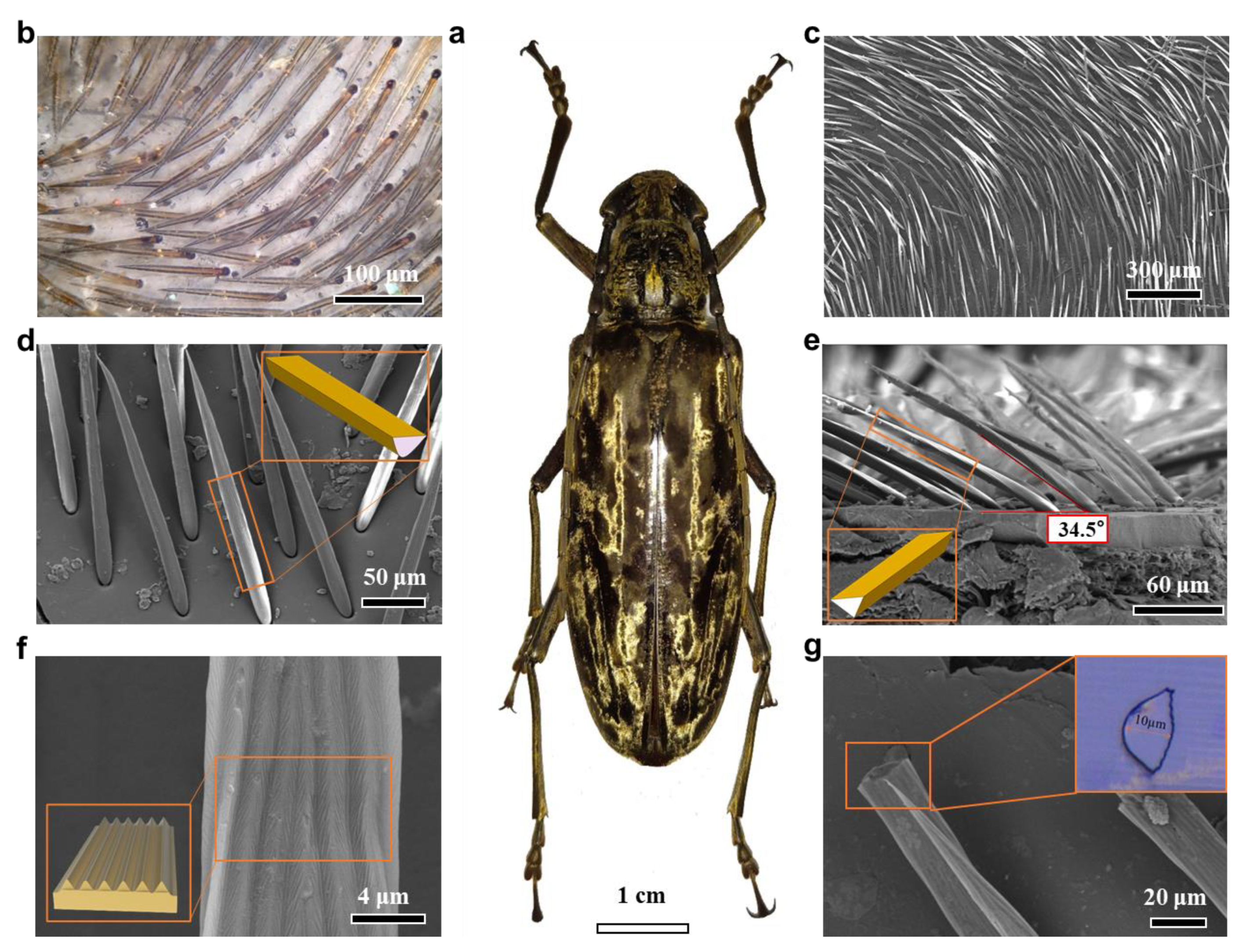 Biomimetics 09 00034 g001