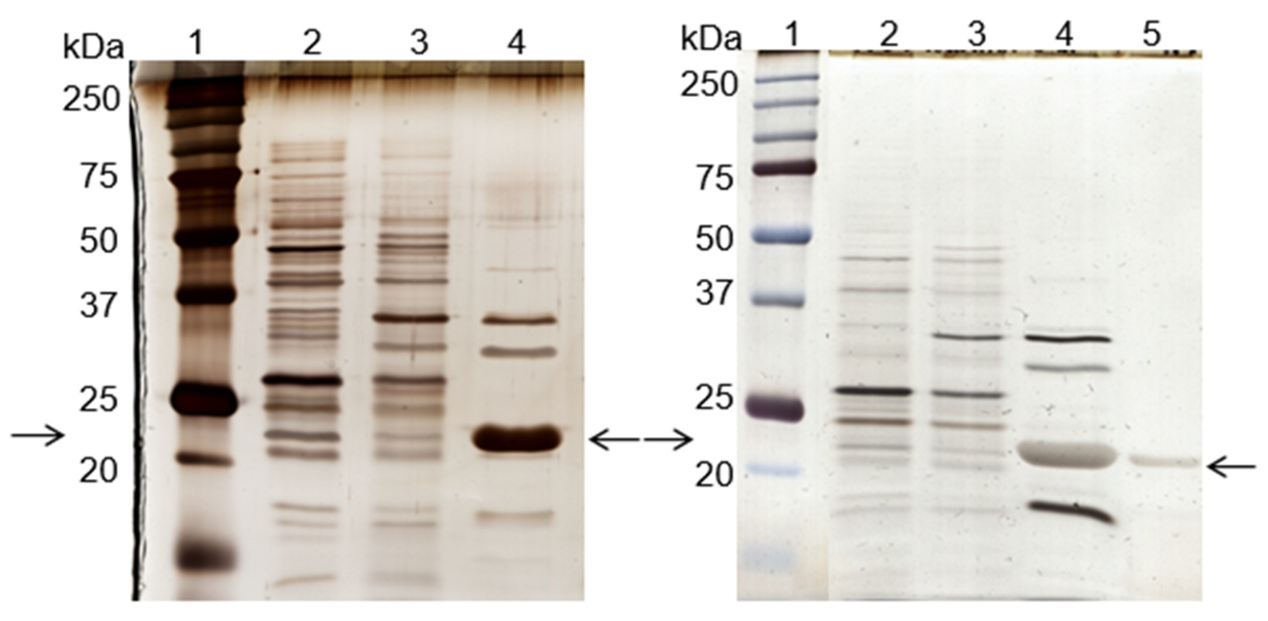 Biomimetics 09 00057 g002