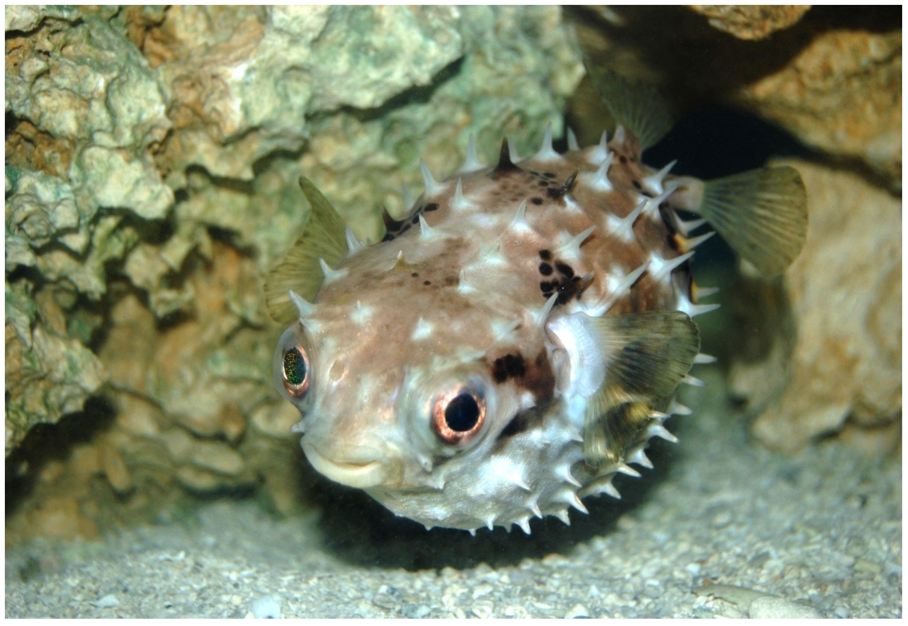 Biomimetics 09 00065 g001