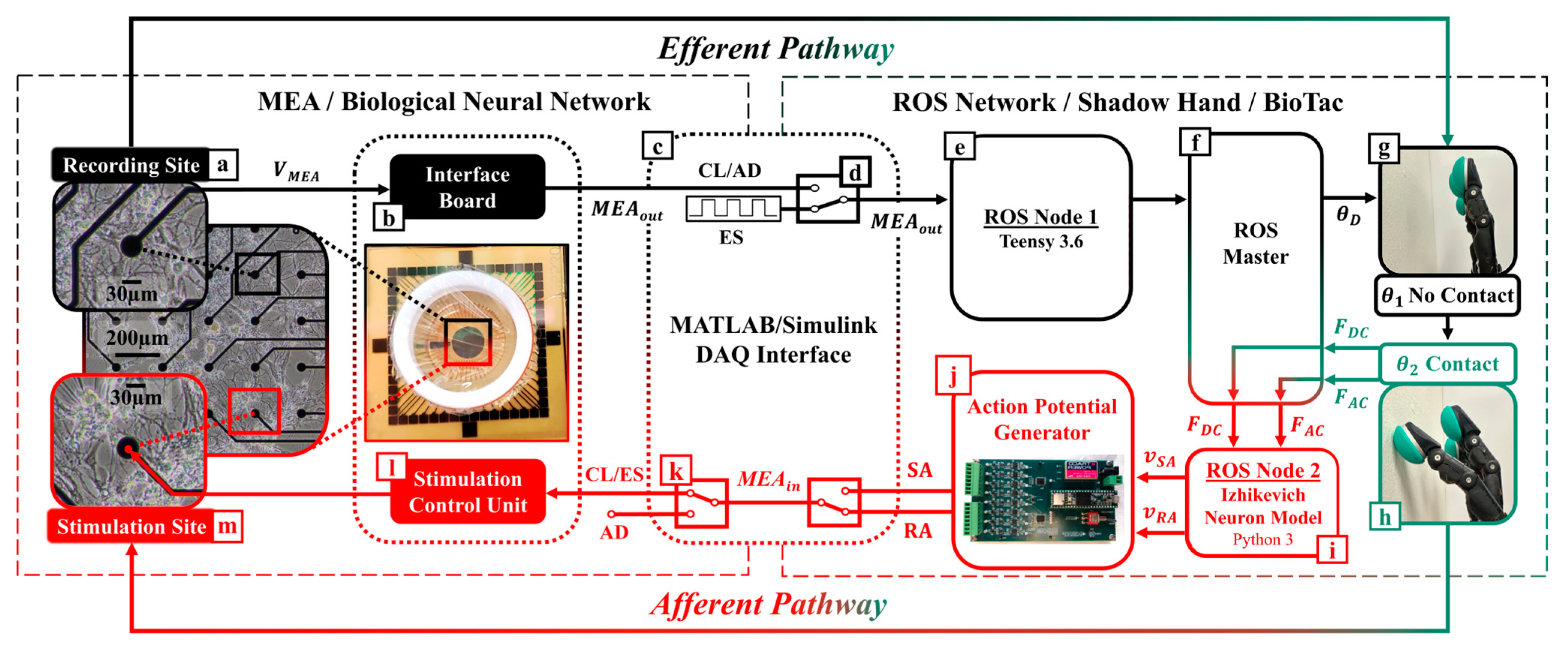 Biomimetics 09 00078 g002