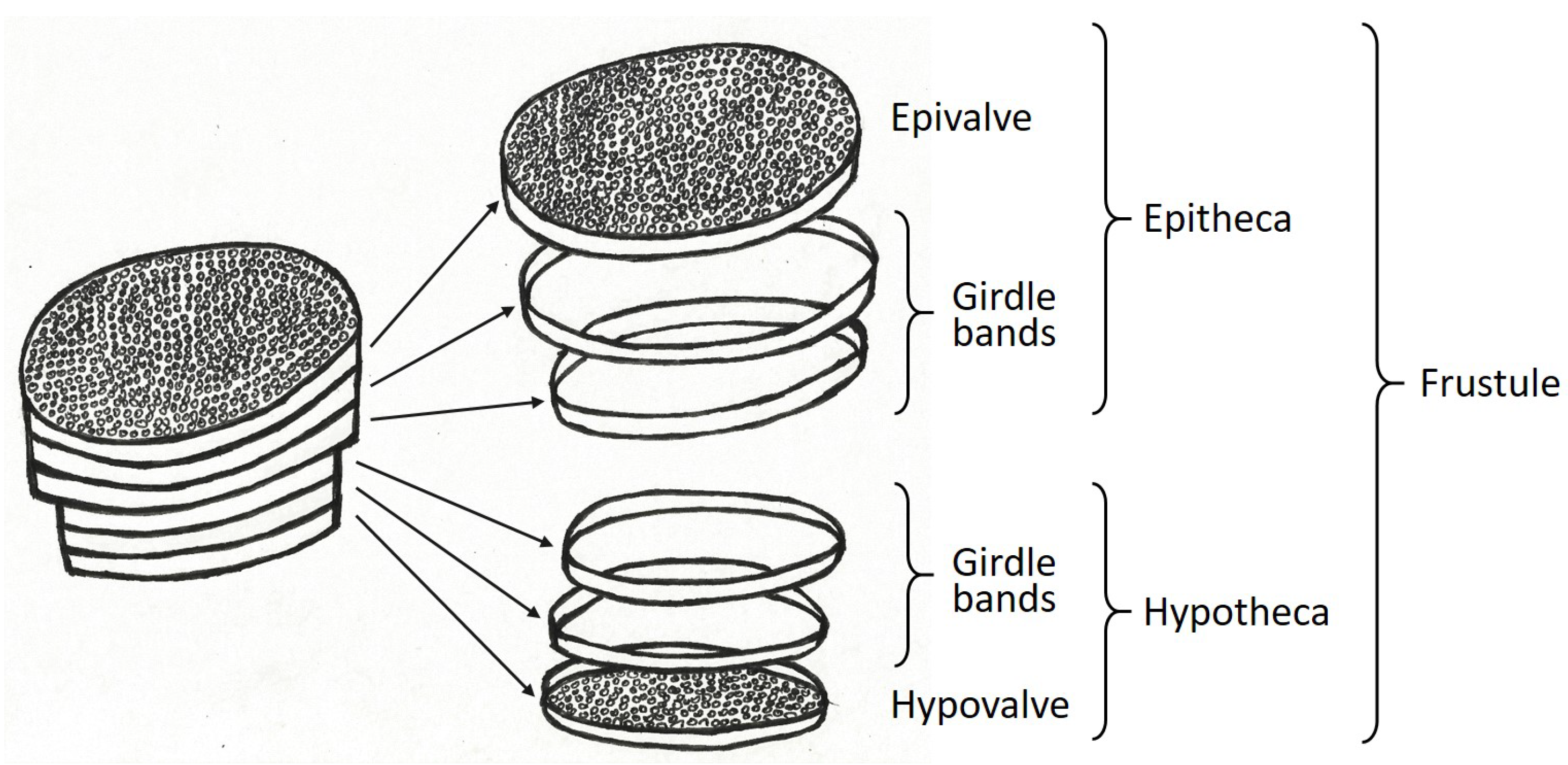 Biomimetics 09 00085 g002