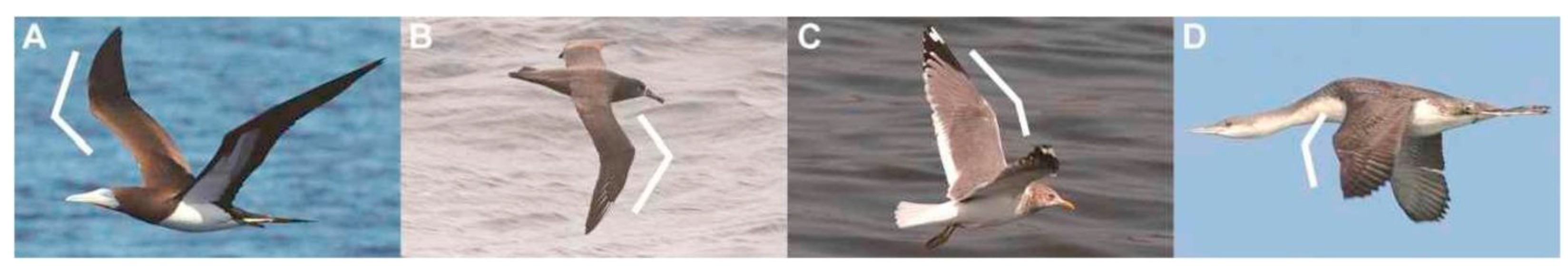 Biomimetics 09 00090 g013 Biomimetics 09 00090 g013