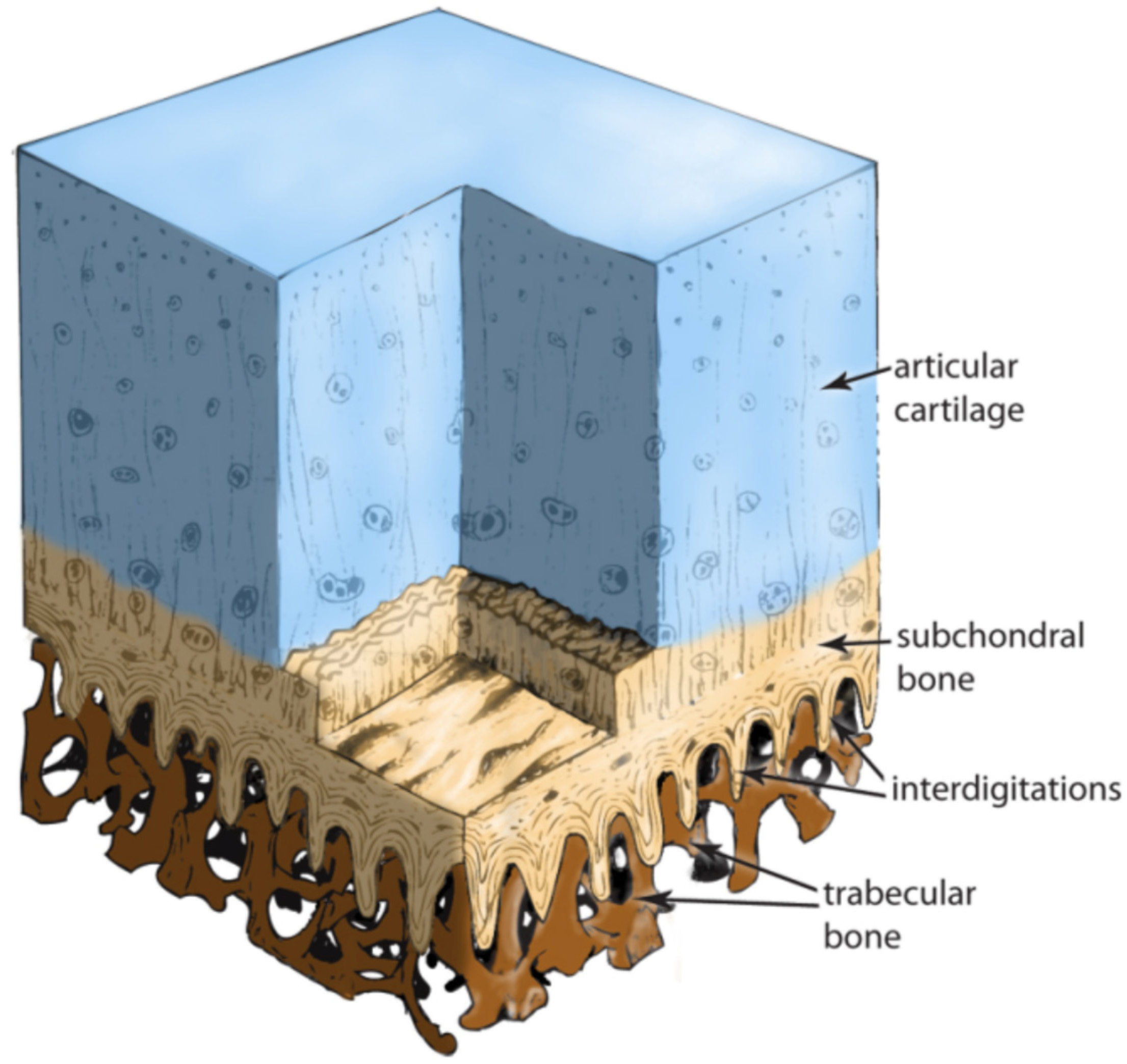Biomimetics 09 00099 g002