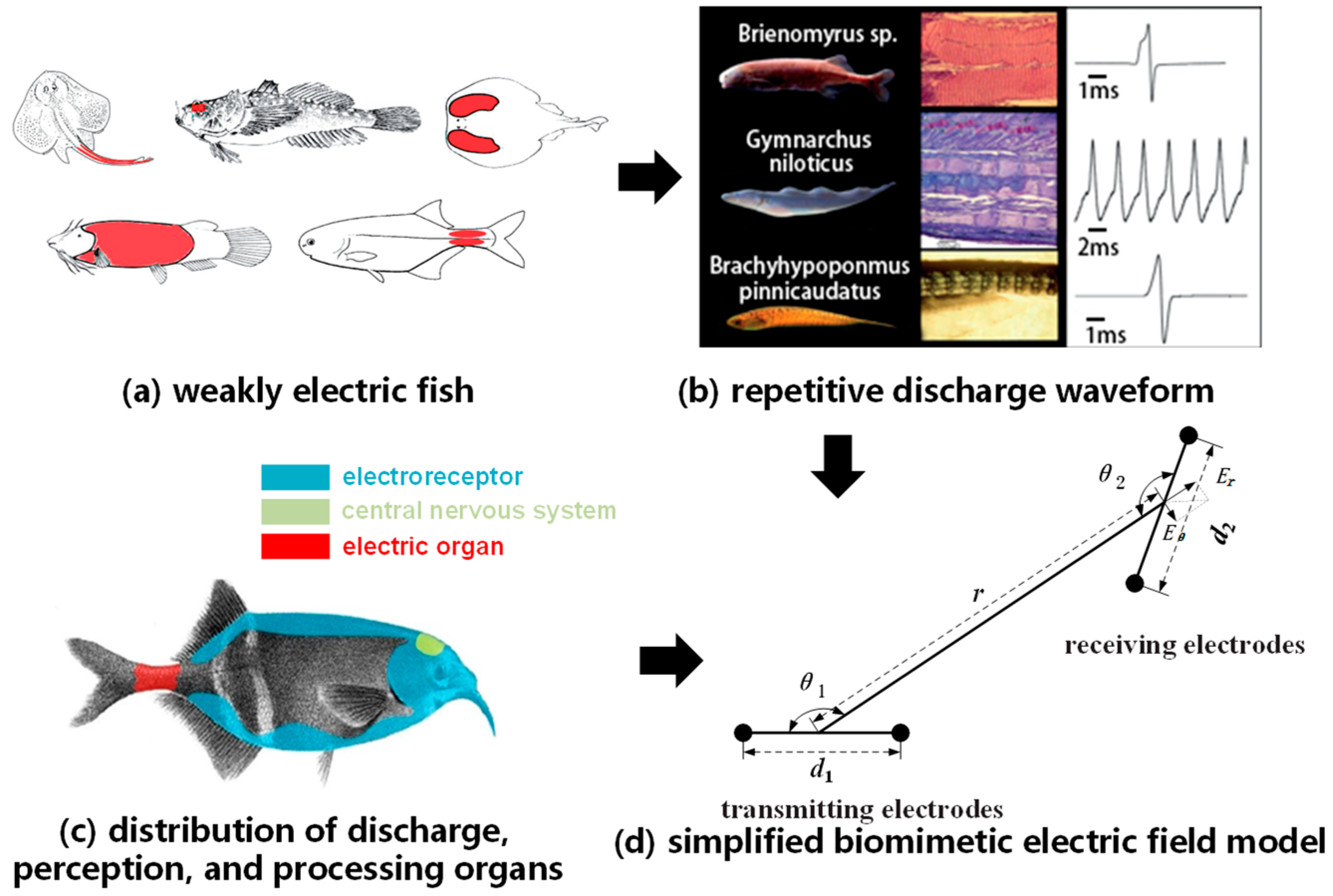 Biomimetics 09 00103 g001