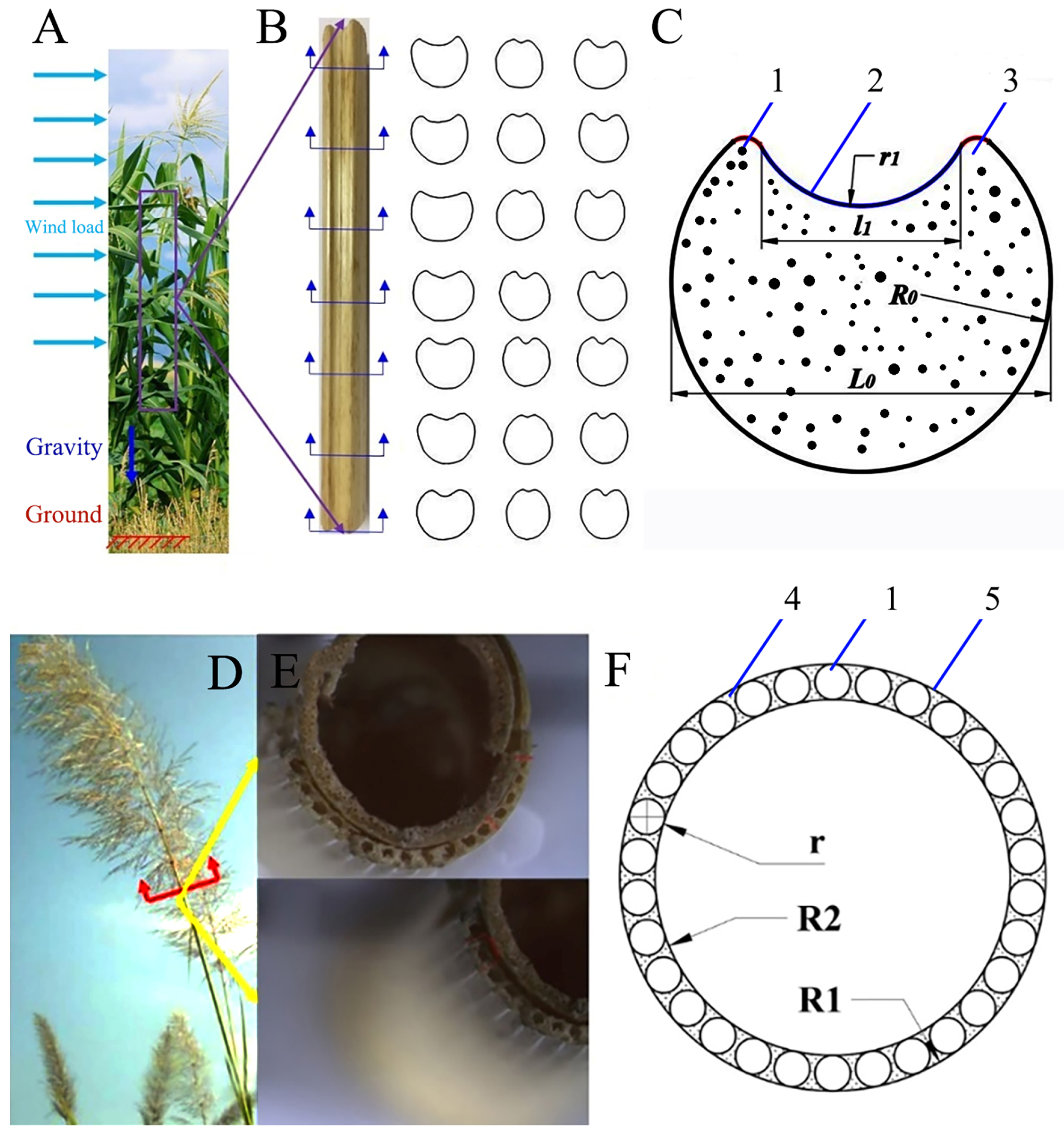 Biomimetics 09 00107 g001 Biomimetics 09 00107 g001