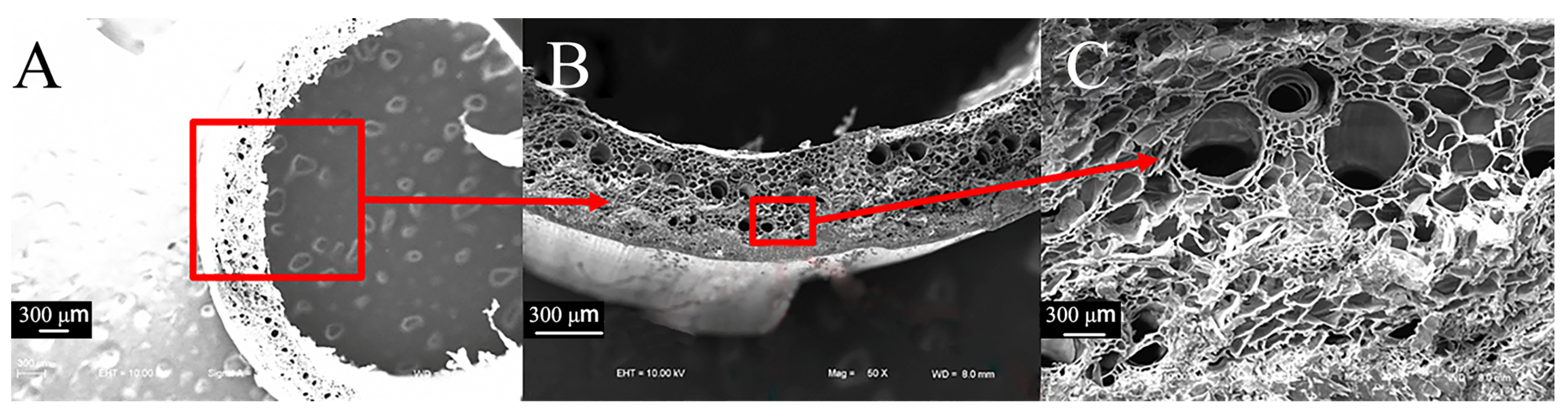 Biomimetics 09 00107 g007 Biomimetics 09 00107 g007