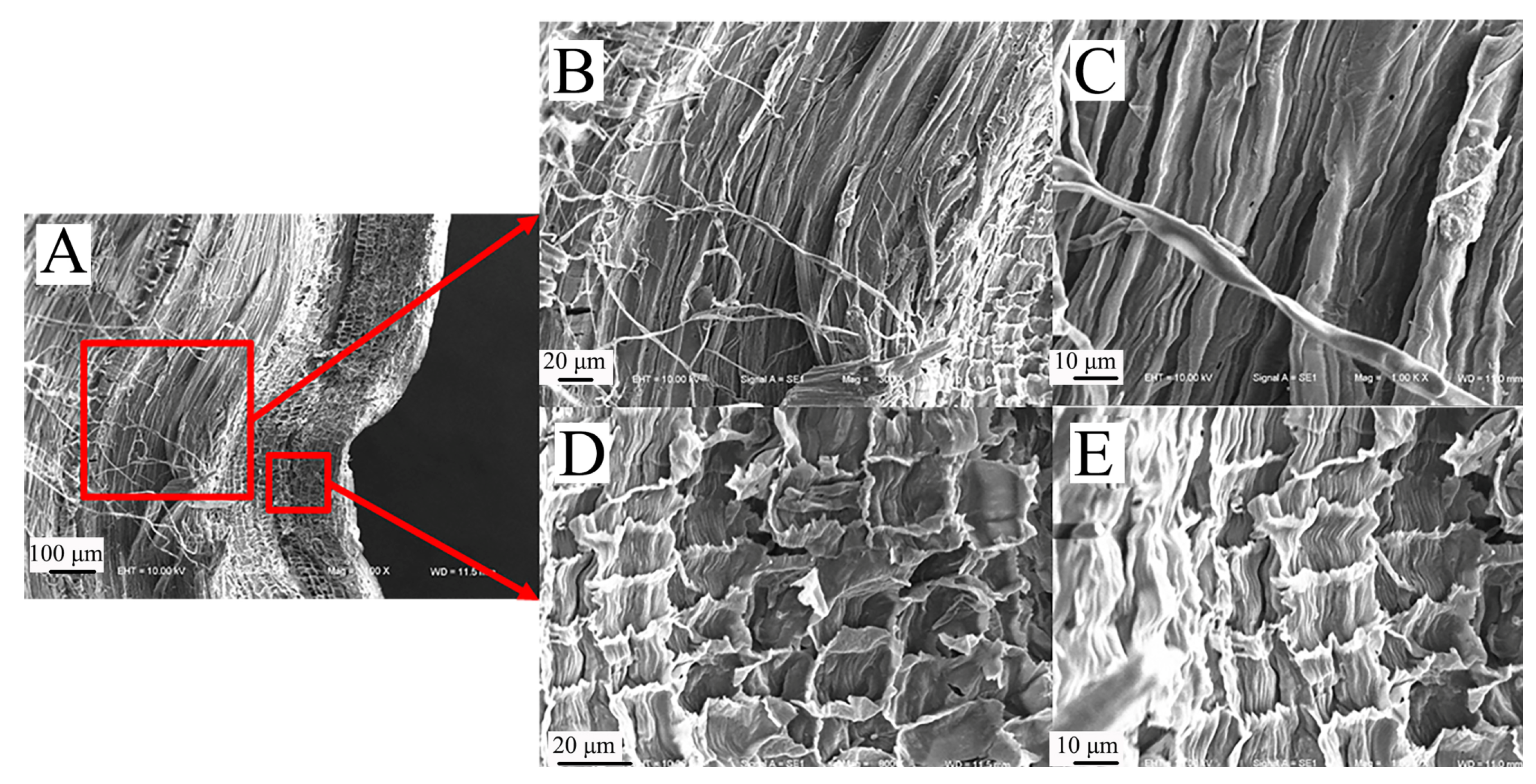 Biomimetics 09 00107 g009 Biomimetics 09 00107 g009