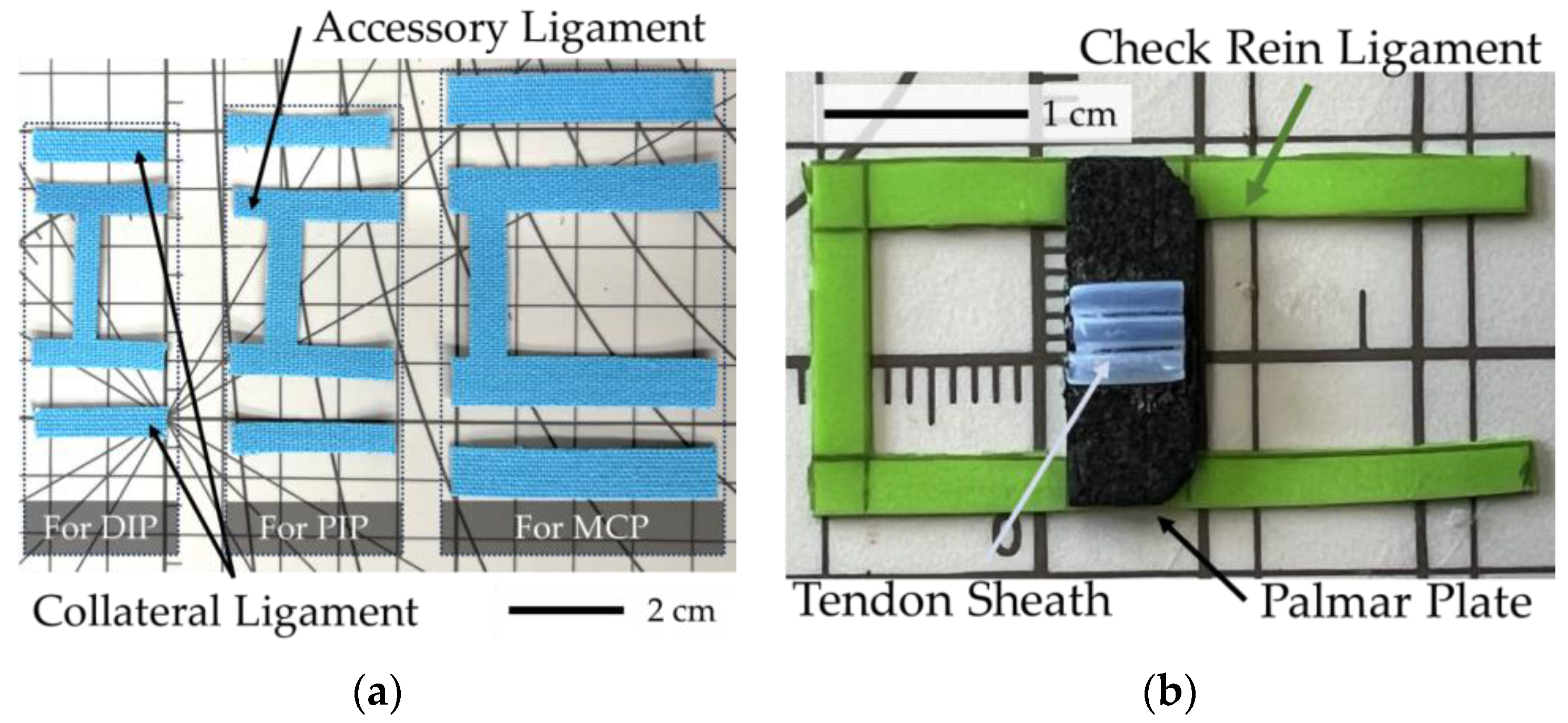 Biomimetics 09 00151 g006