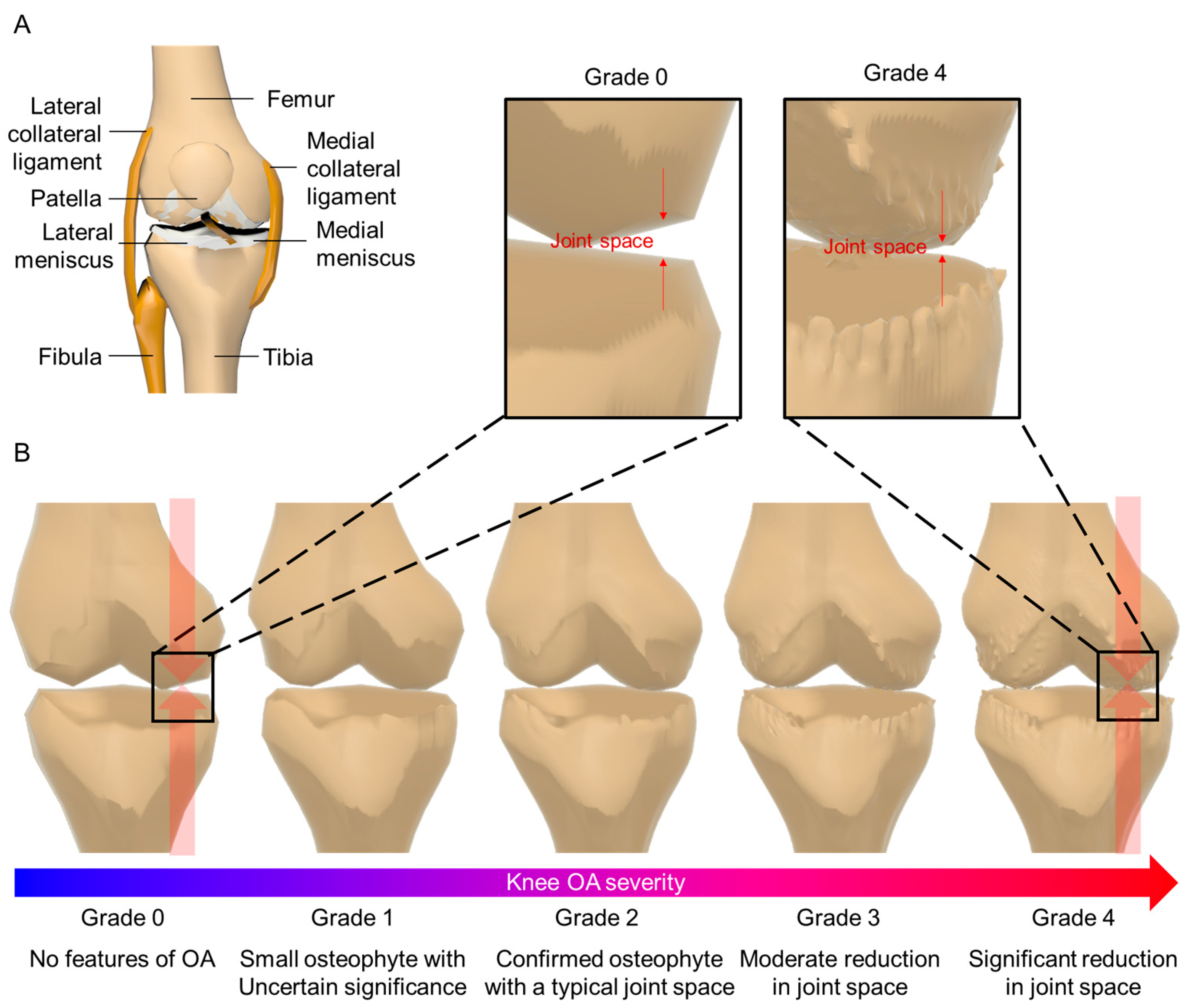 Biomimetics 09 00166 g001