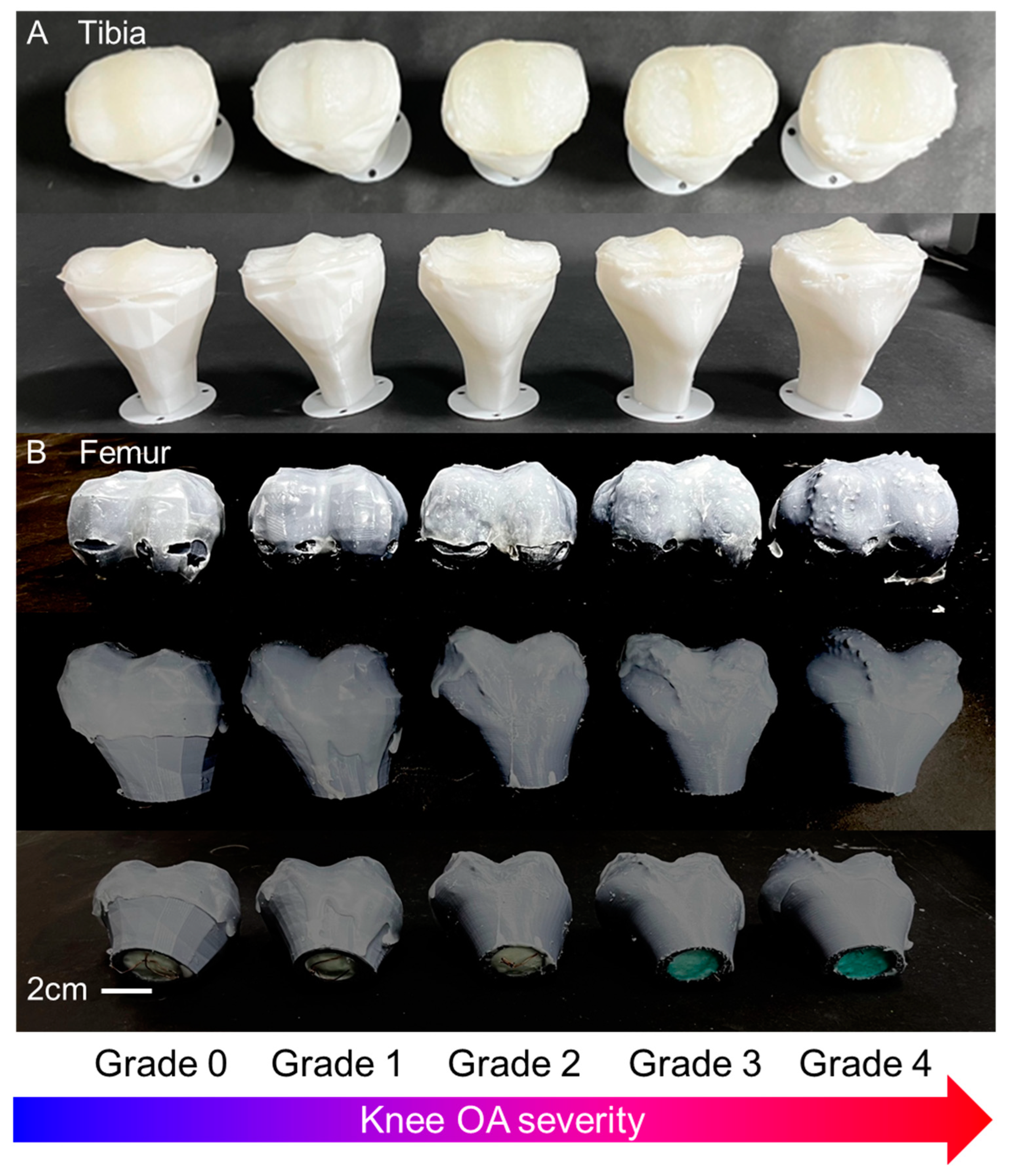 Biomimetics 09 00166 g004