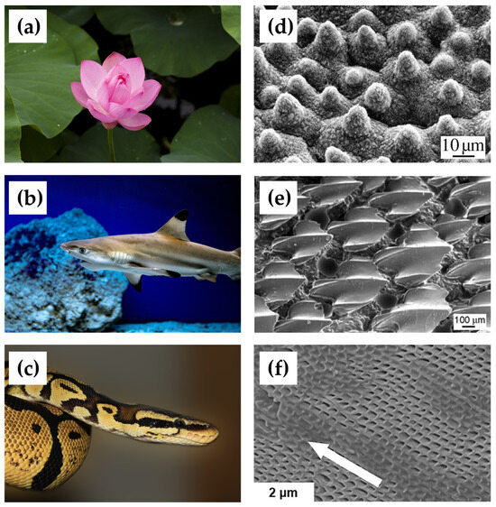 Biomimetics 09 00200 g007