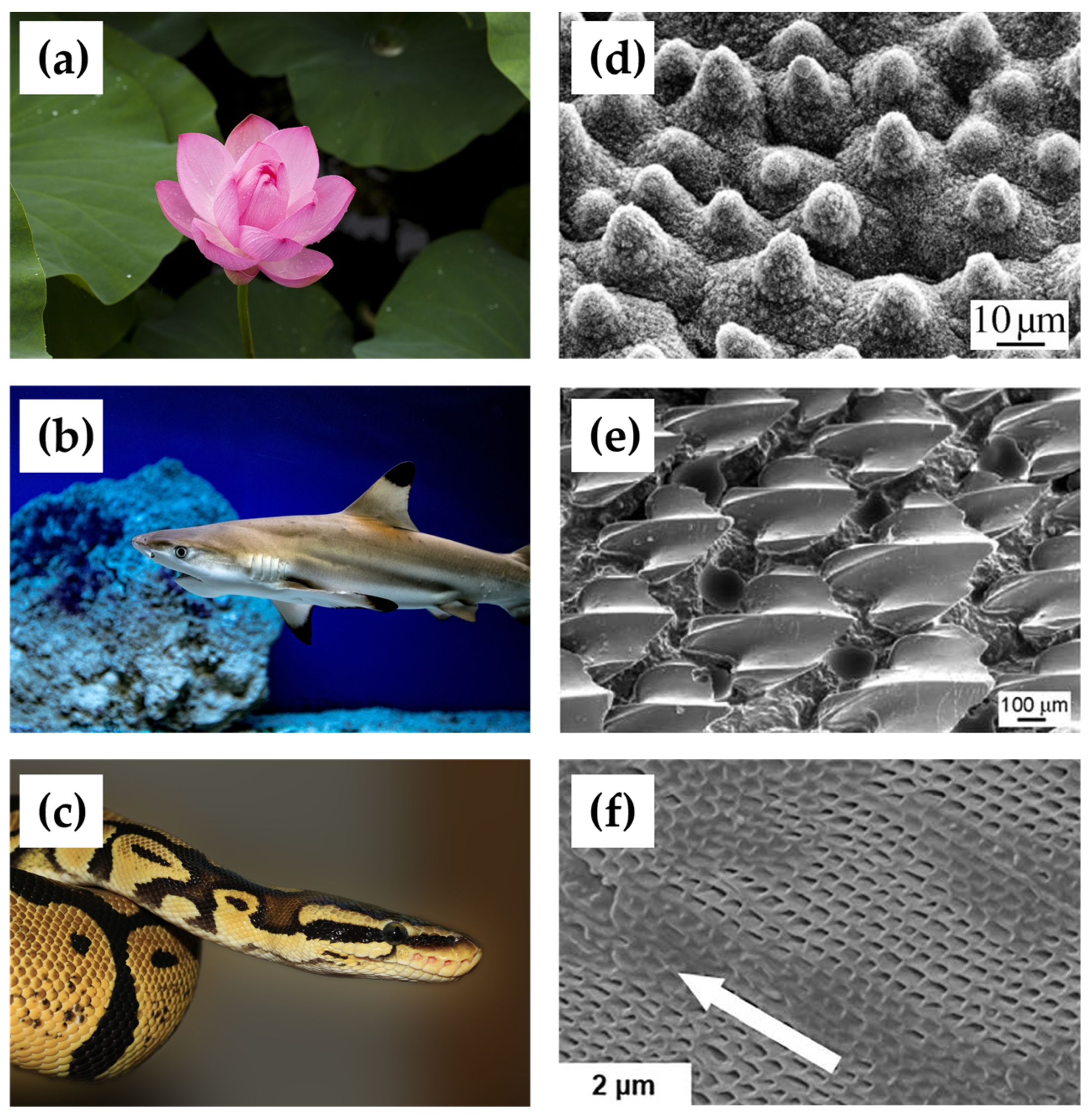 Biomimetics 09 00200 g007 Biomimetics 09 00200 g007