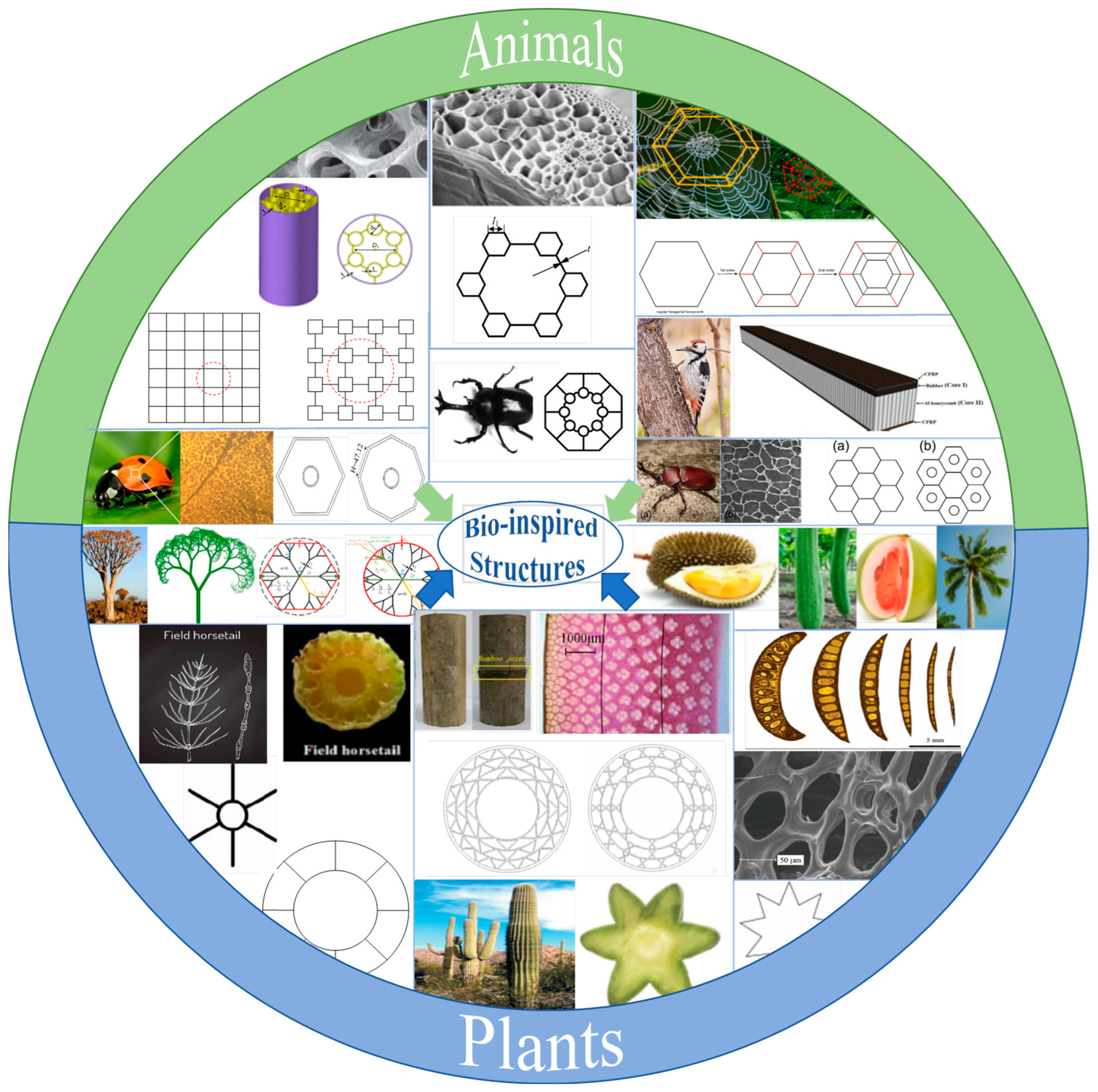 Biomimetics 09 00208 g001