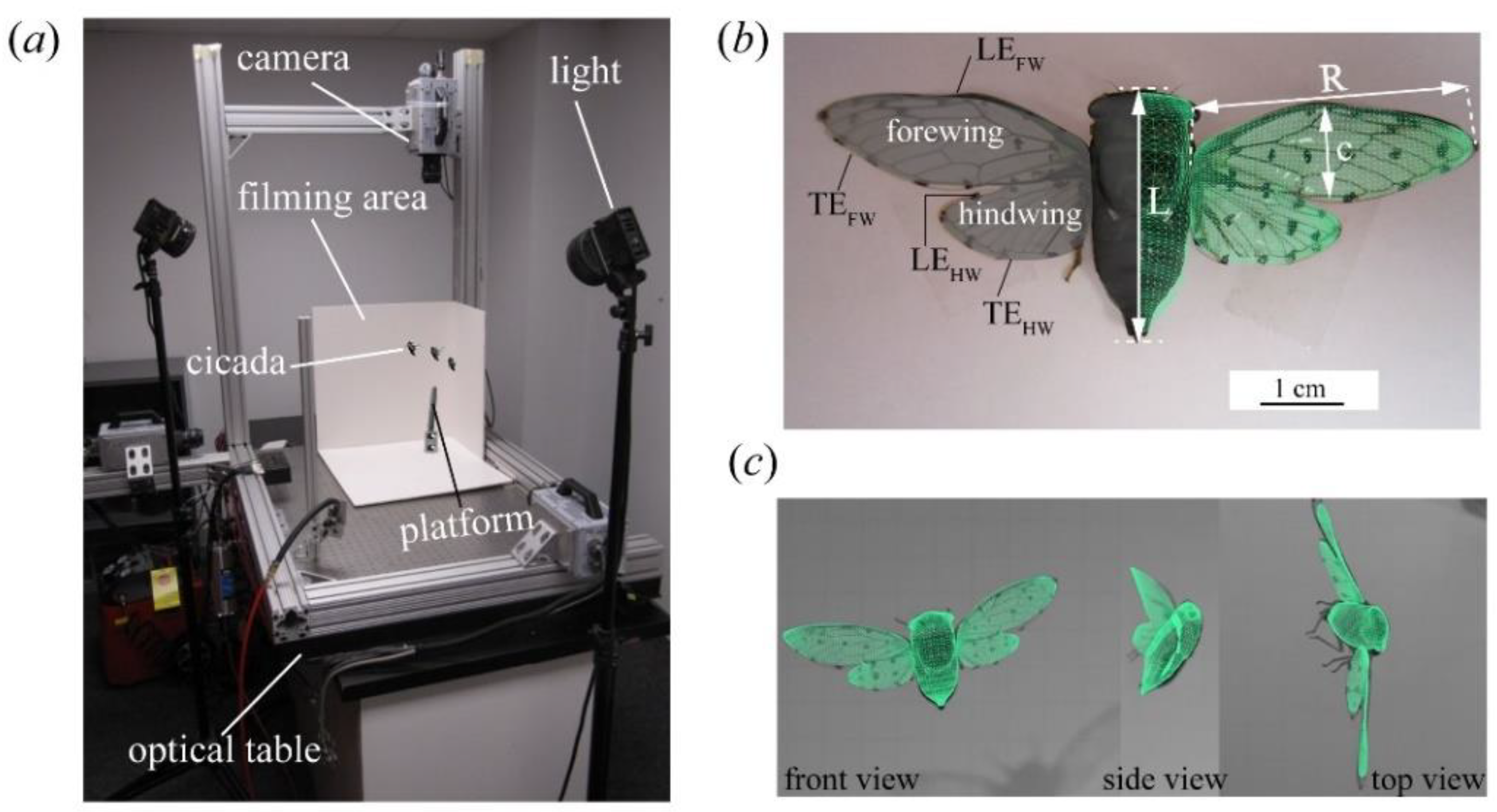 Biomimetics 09 00233 g001