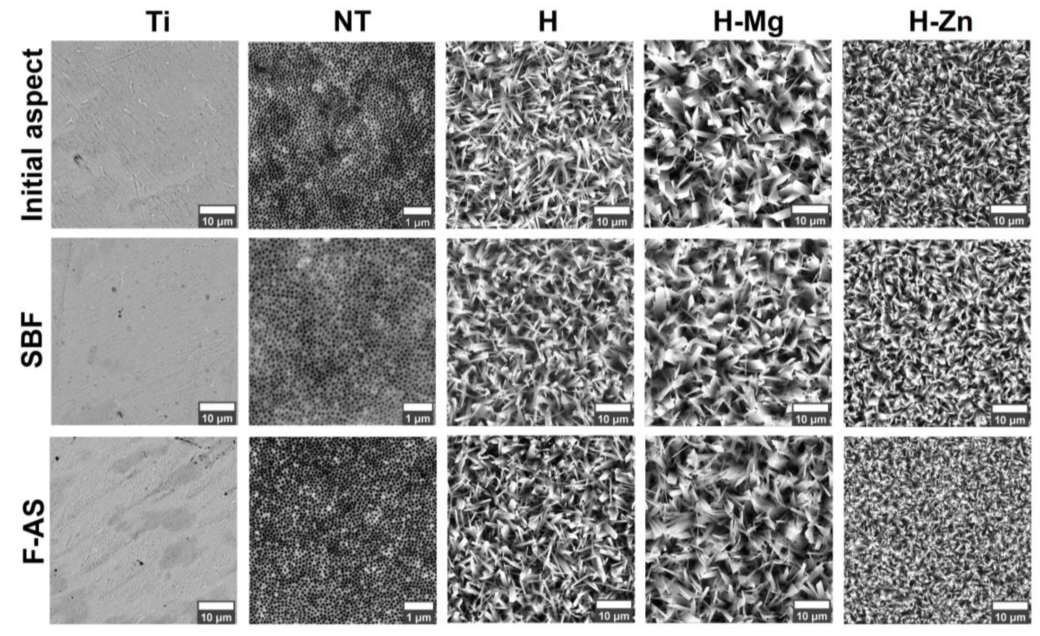 Biomimetics 09 00244 g005