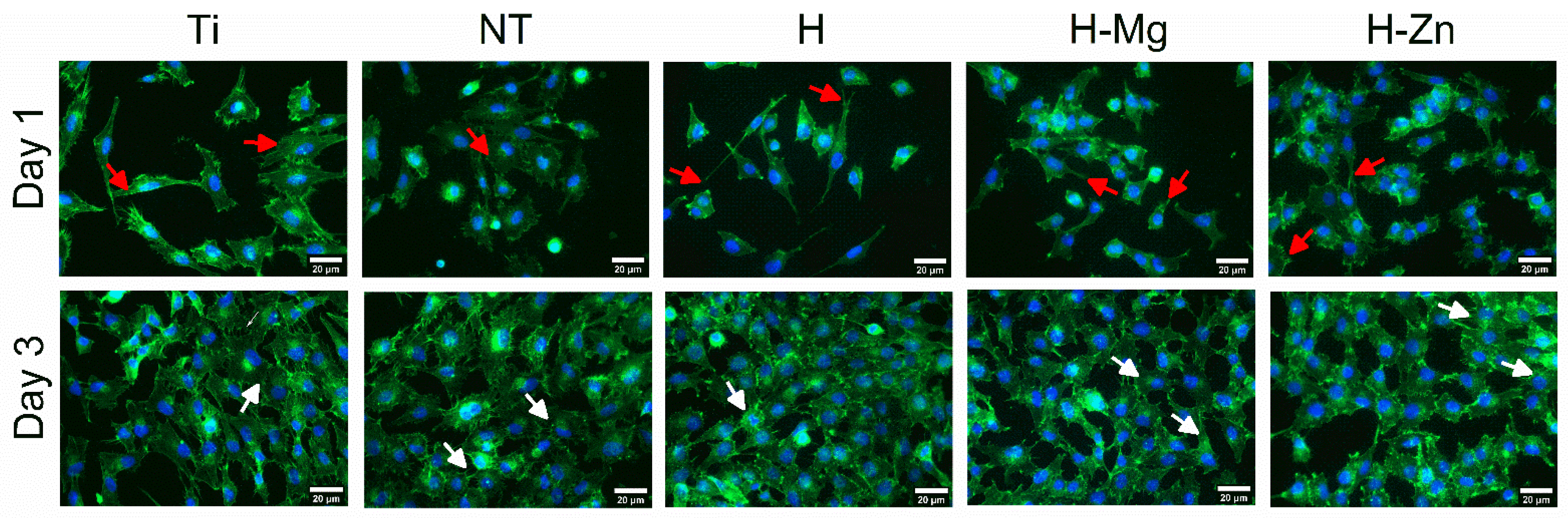Biomimetics 09 00244 g009