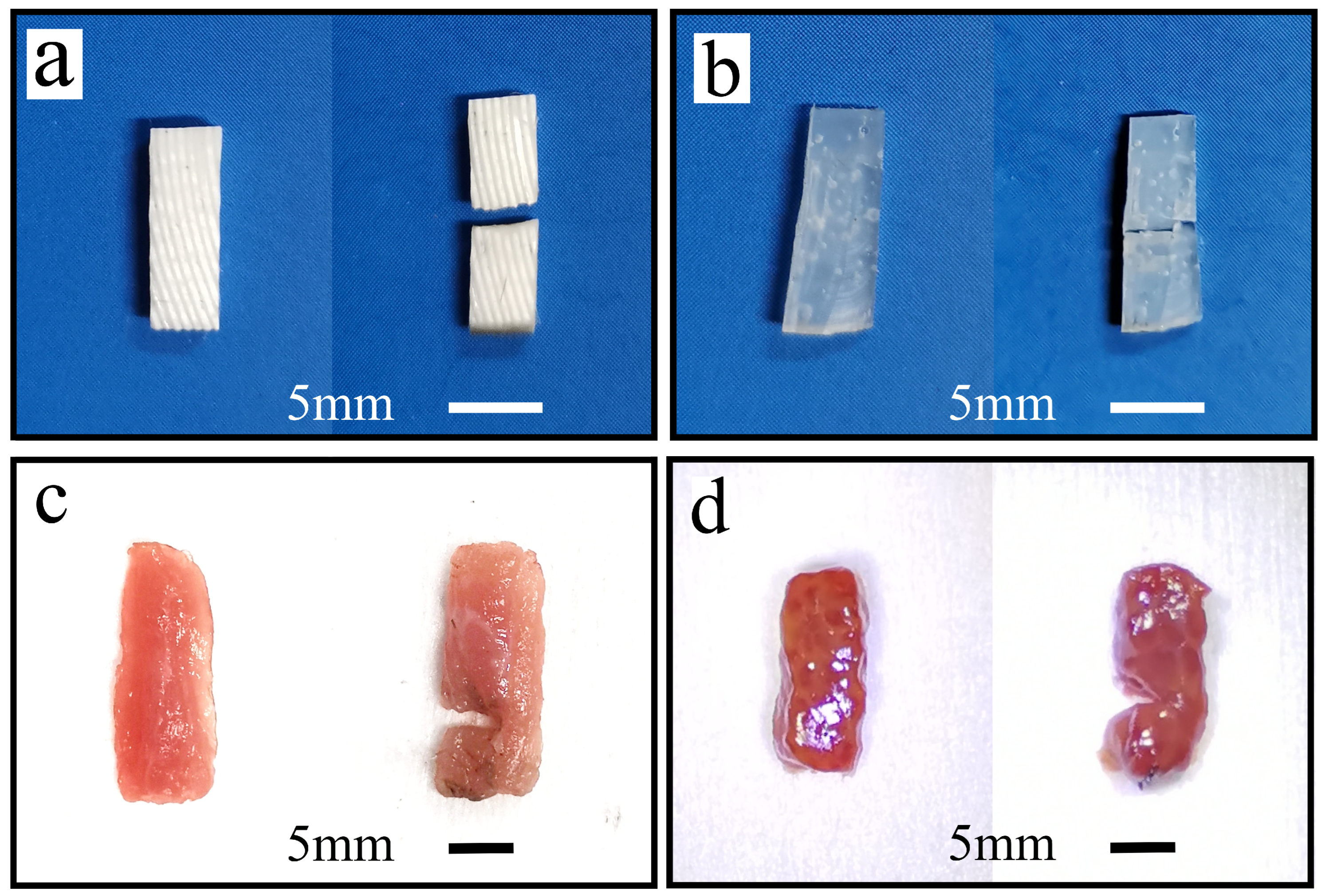 Biomimetics 09 00247 g010