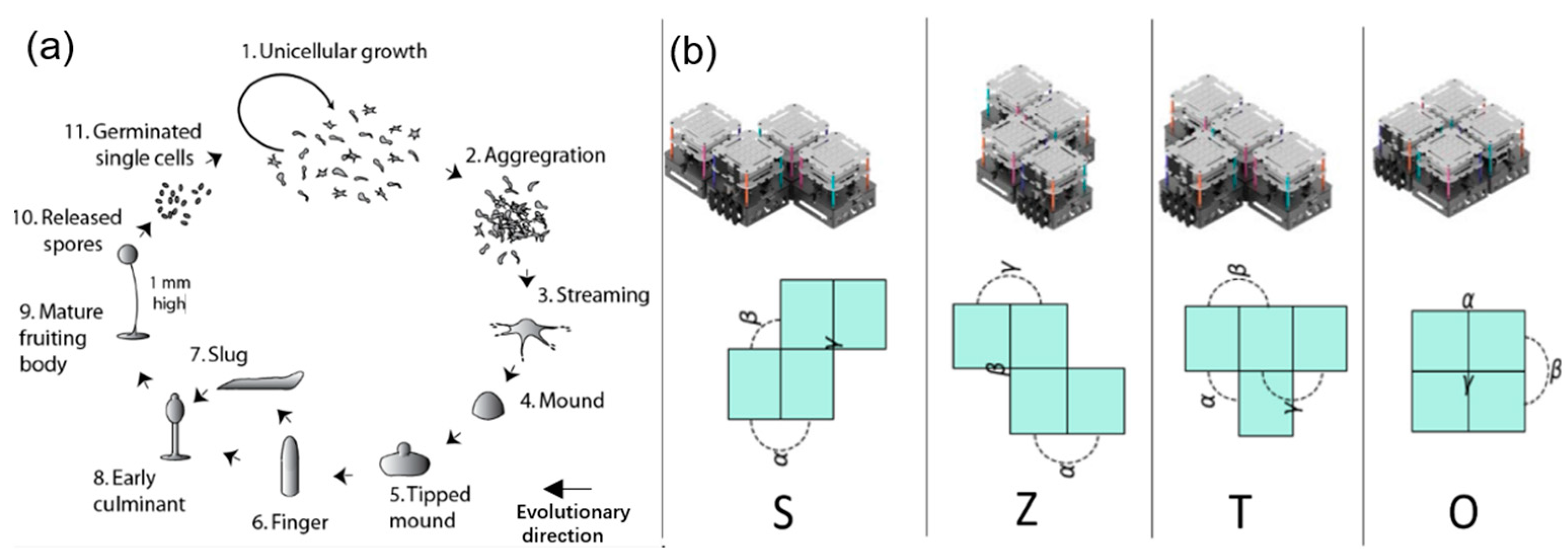 Biomimetics 09 00248 g007