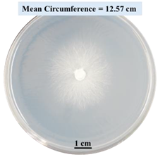 Biomimetics 09 00251 i002