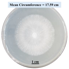 Biomimetics 09 00251 i009