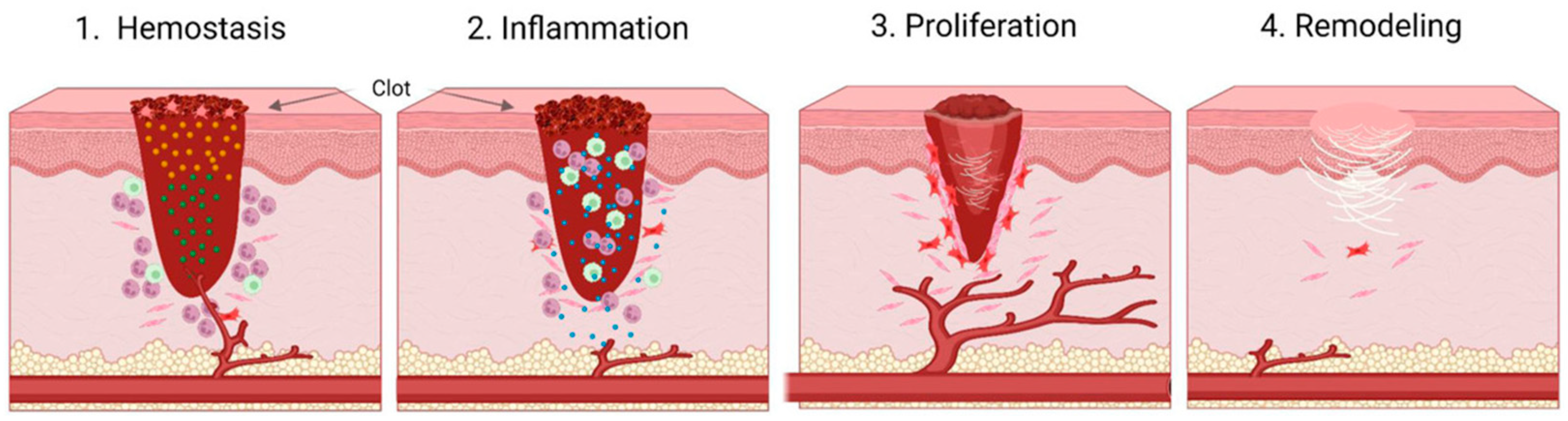 Biomimetics 09 00278 g001