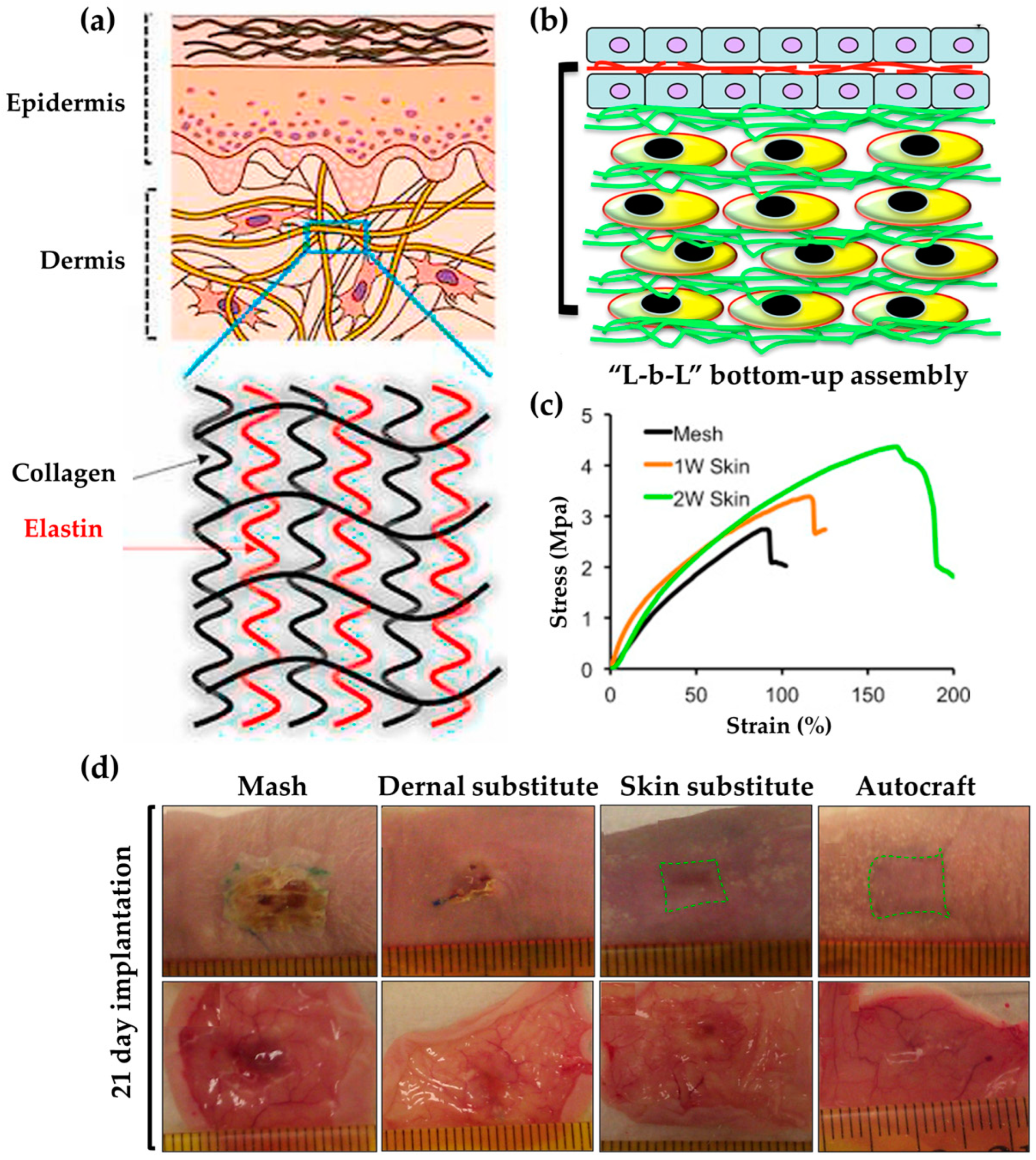 Biomimetics 09 00278 g002