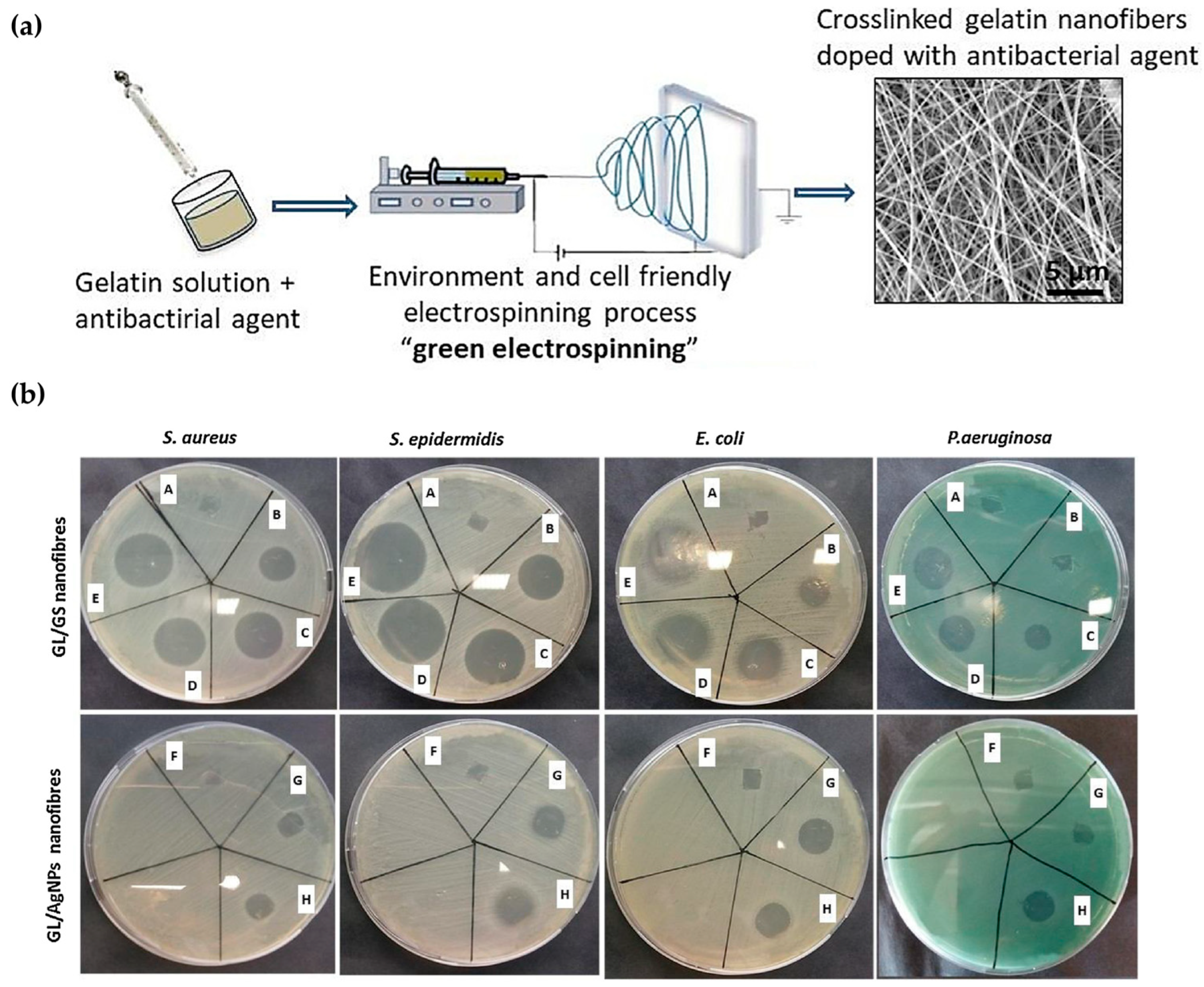 Biomimetics 09 00278 g005