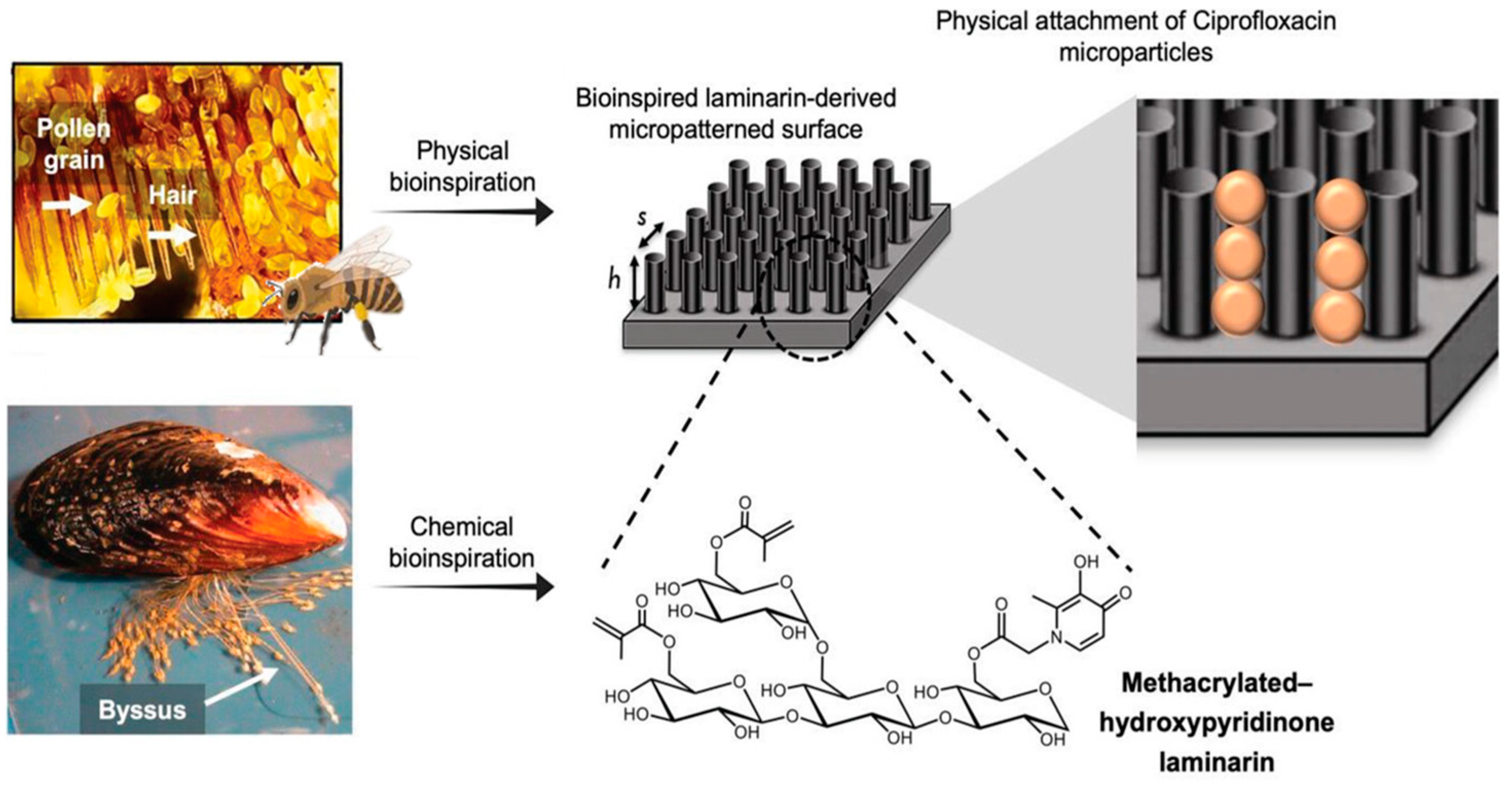 Biomimetics 09 00278 g007