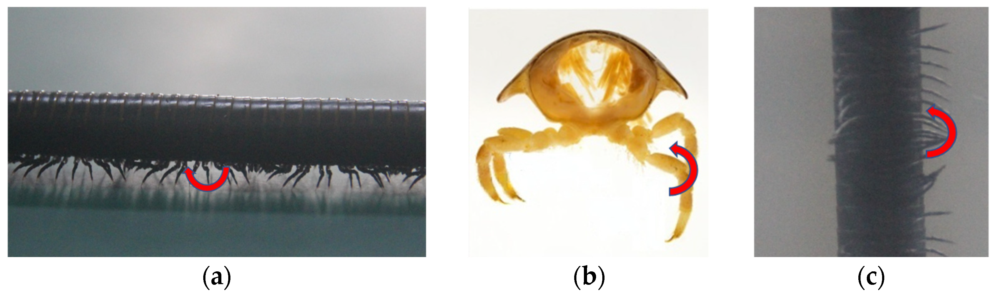 Biomimetics 09 00288 g005