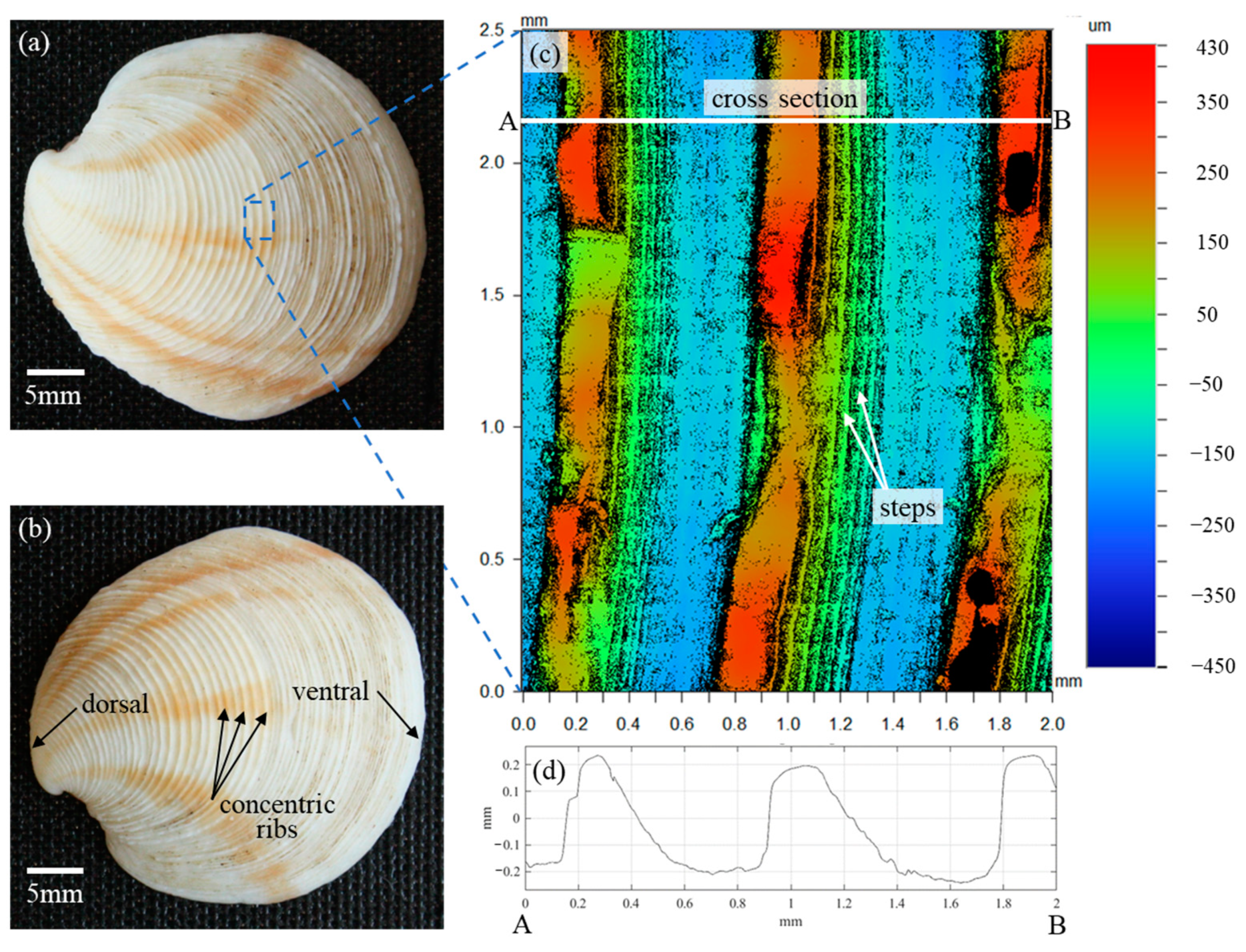 Biomimetics 09 00363 g001