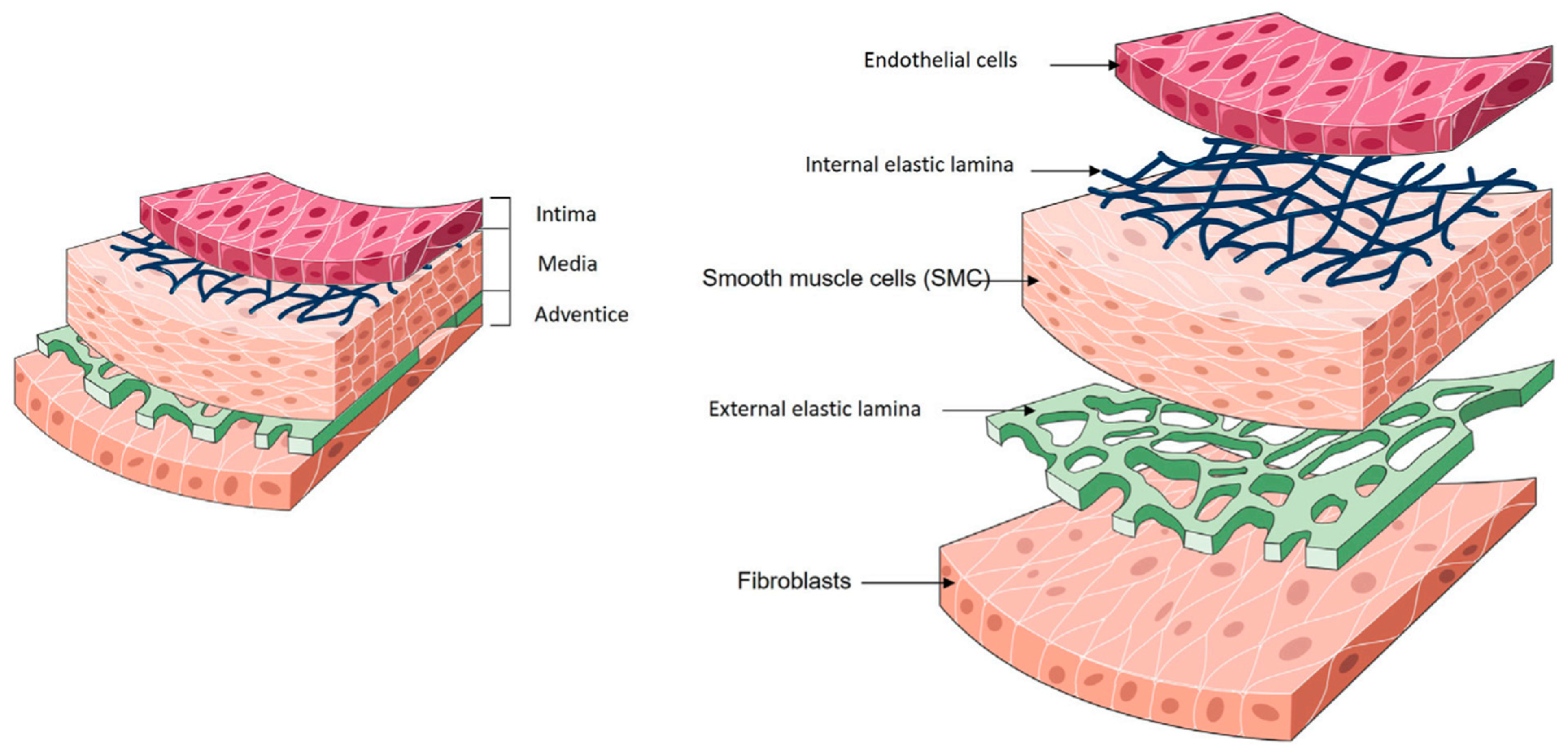 Biomimetics 09 00377 g001