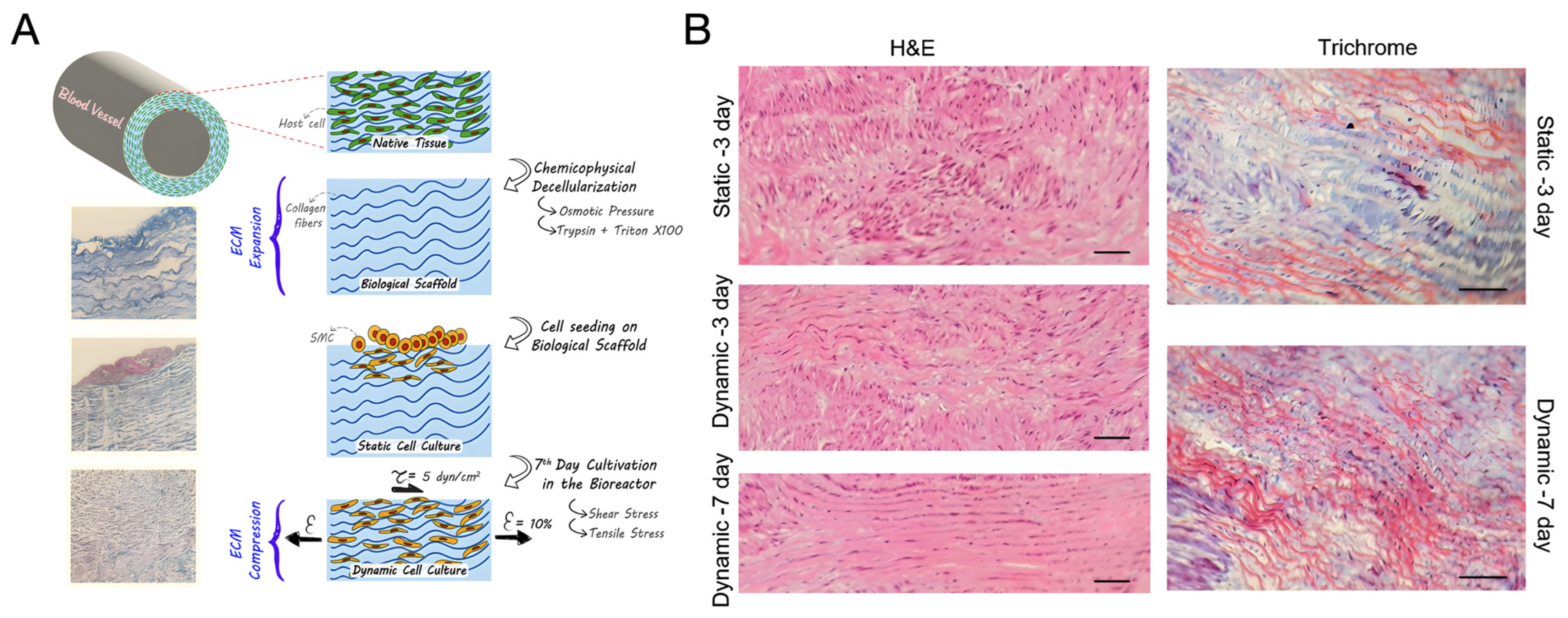 Biomimetics 09 00377 g007